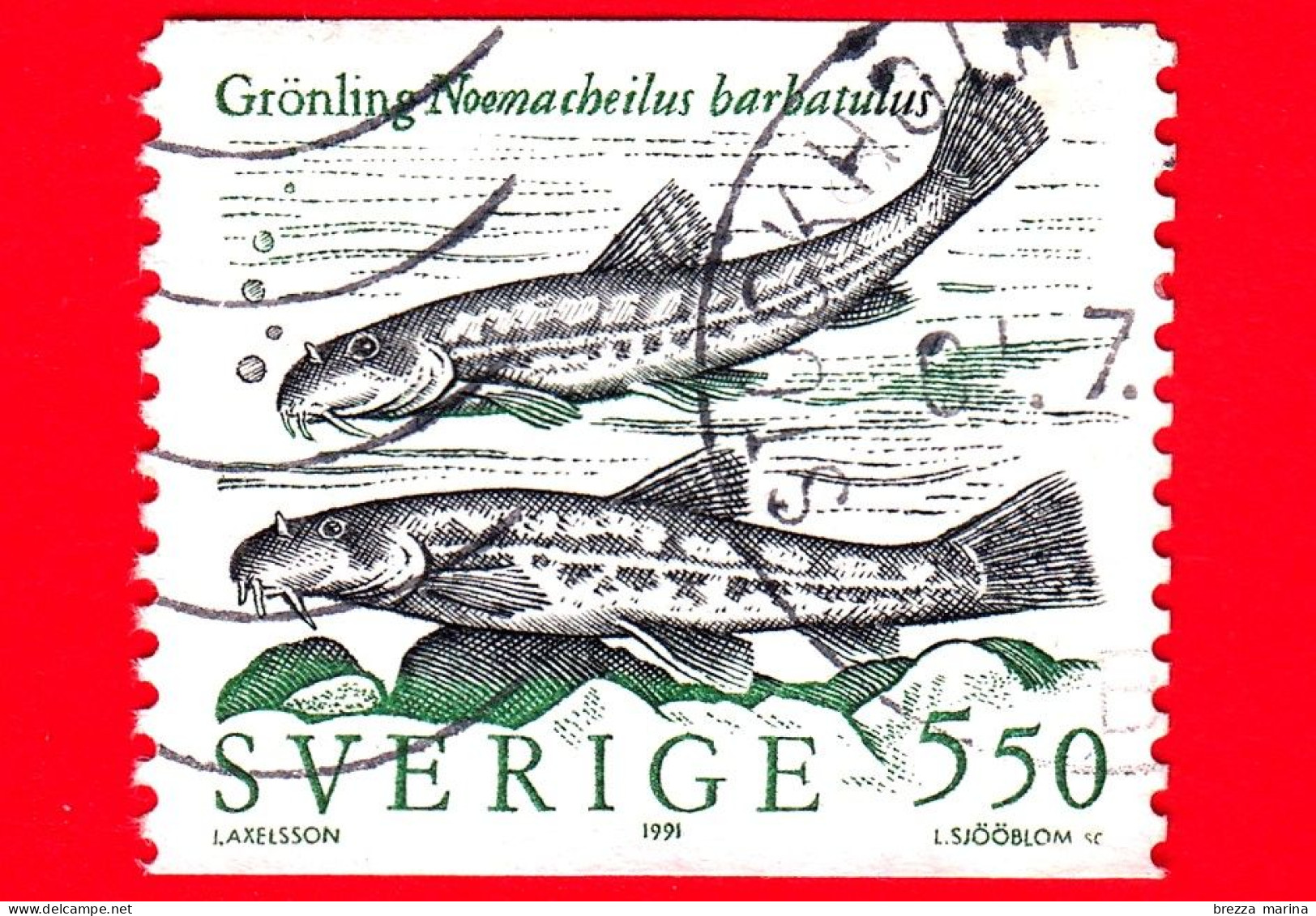 SVEZIA - Usato - 1991 - Pesci - Cobite Di Pietra (Noemacheilus Barbatulus) - 5.50 - Used Stamps