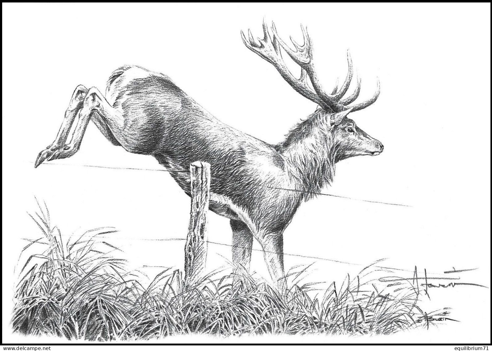 Dessin, Signé / Tekening, Getekend - Cerf, Clôture  / Hert, Hek / Hirsch, Zaun / Deer, Fence - BUZIN - Animalez De Caza