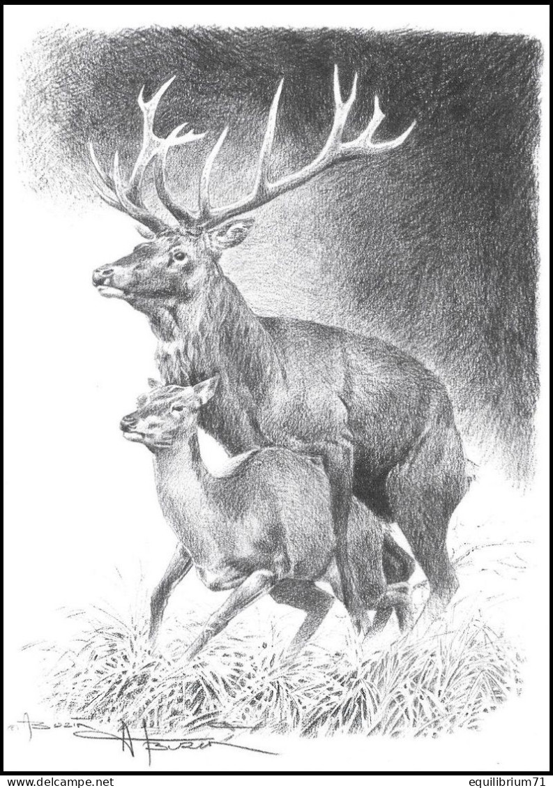 Dessin, Signé / Tekening, Getekend - Cerf Brâme / Bellende Herten / Bellender Hirsch / Belling Deer - BUZIN - Animalez De Caza