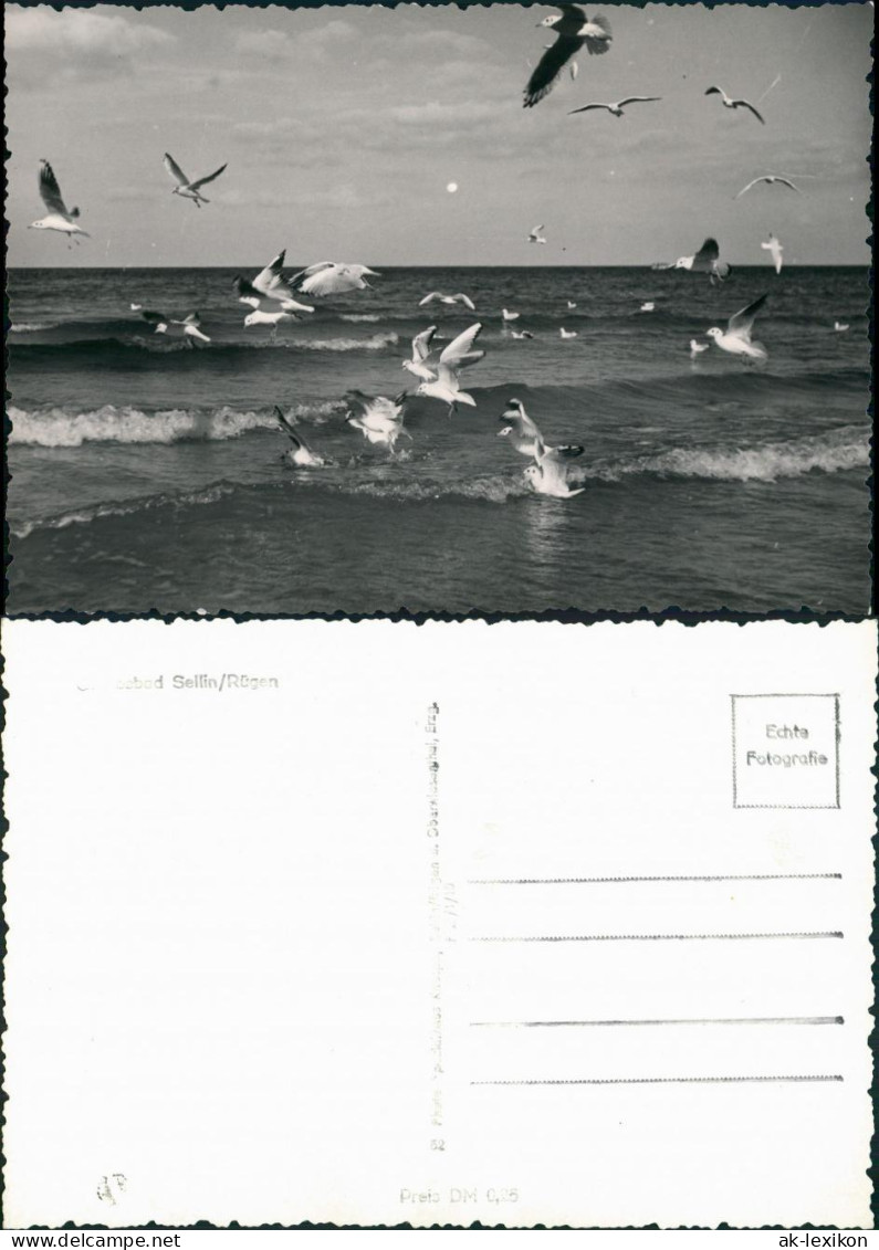 Ansichtskarte Sellin Strand, See Möwen 1956 - Sellin