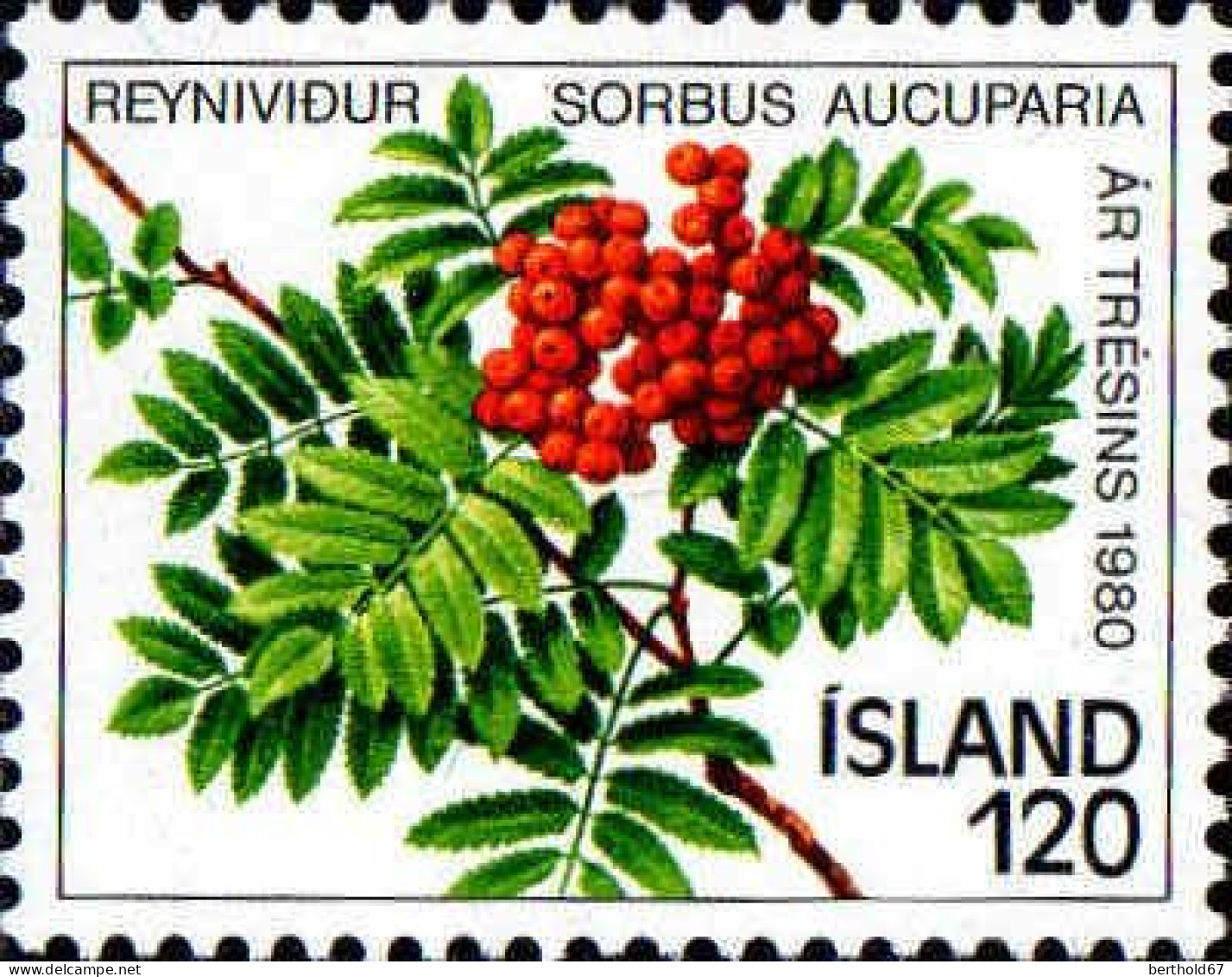 Islande Poste N** Yv:507 Mi:554 Sorbus Aucuparia Année De L'arbre - Trees