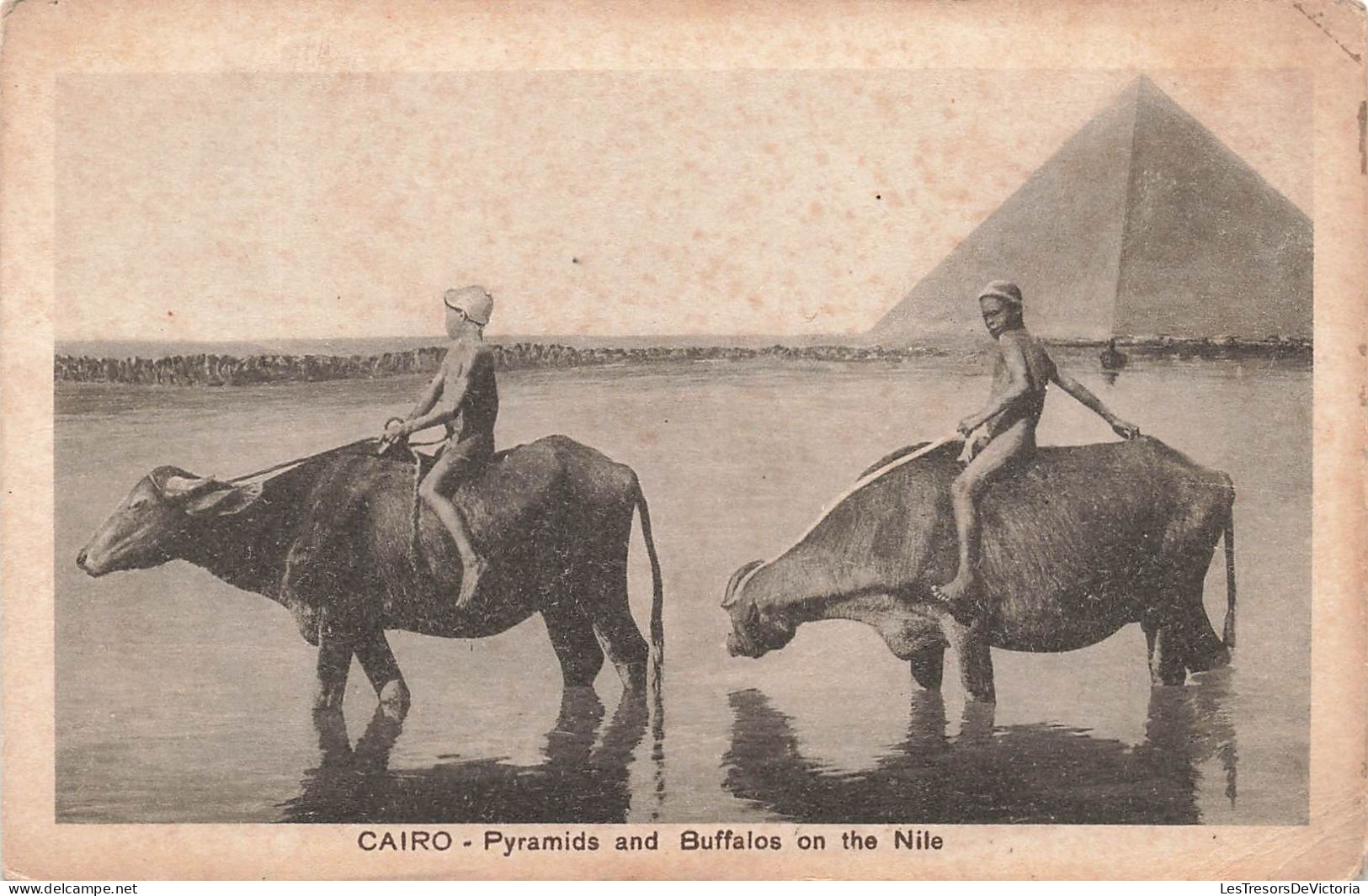 EGYPTE - Cairo - Pyramids And Buffalos On The Nile - Carte Postale Ancienne - Piramiden
