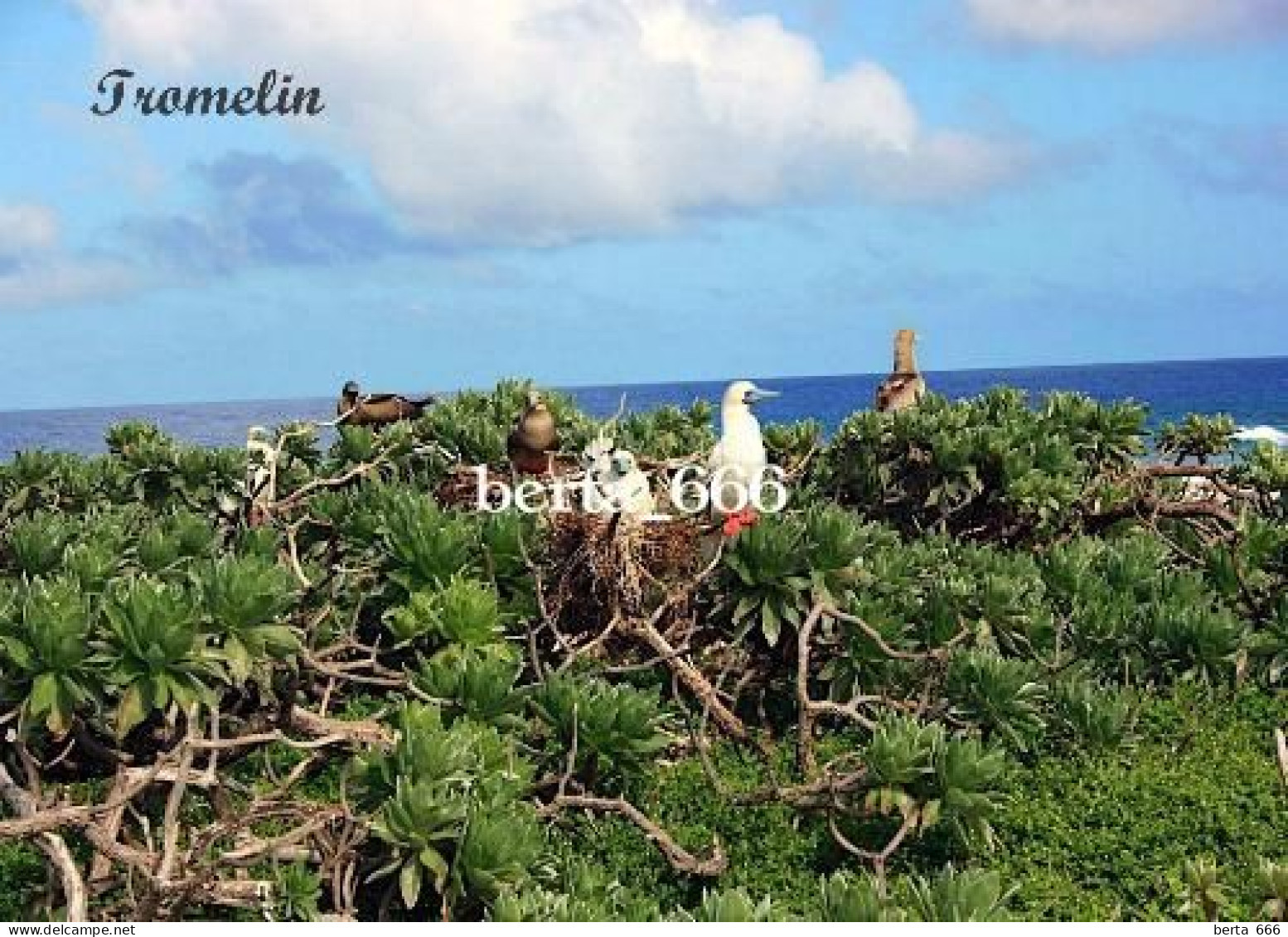 Scattered Islands Ile Tromelin Iles Eparses New Postcard - TAAF : French Southern And Antarctic Lands