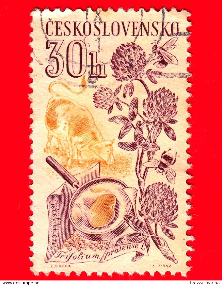 CECOSLOVACCHIA - Usato - 1961 - Coltivazioni Agricole - Trifoglio Dei Prati, Trifolium Pratense L. - 30 - Gebraucht