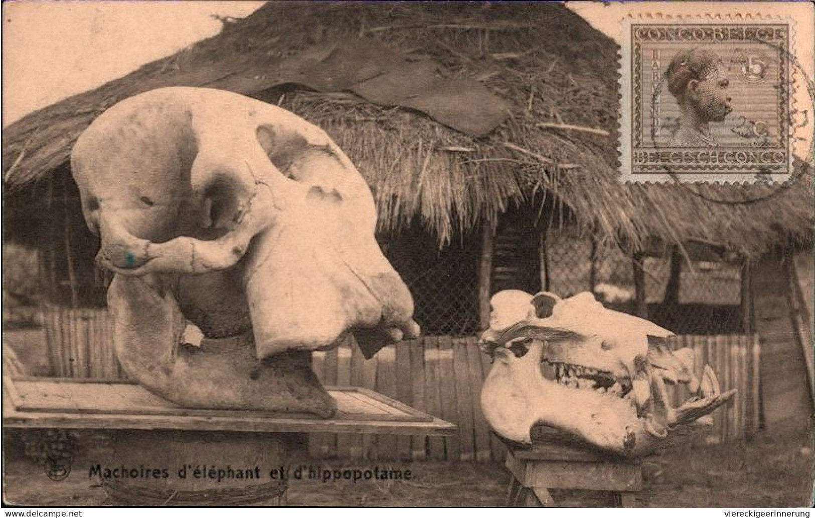 ! Alte Ansichtskarte Belgisch Kongo, Congo, Africa , Edit. Nels, Elefantenschädel - Congo Belge