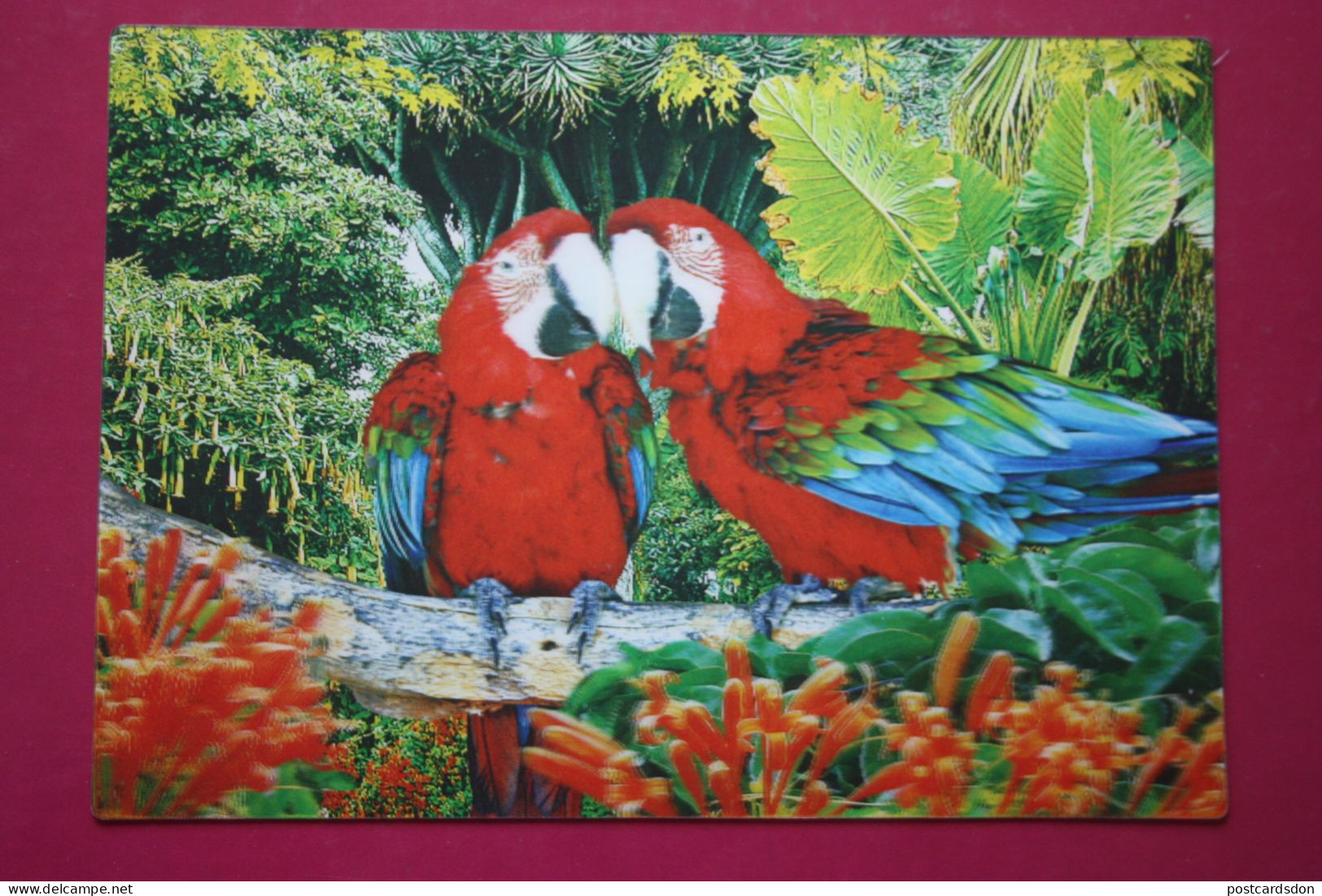 3D -3 D RELIEF - Mallorca - Parrot - Postcard 3D Stereo - Macaw - Stereoscope Cards