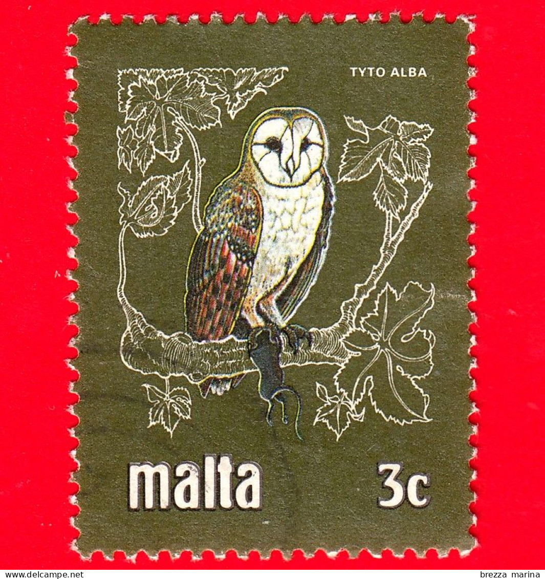 MALTA -  Usato - 1981 - Uccelli - Birds - Gufo - Barbagianni - Barn Owl (Tyto Alba)- 3 C - Malta