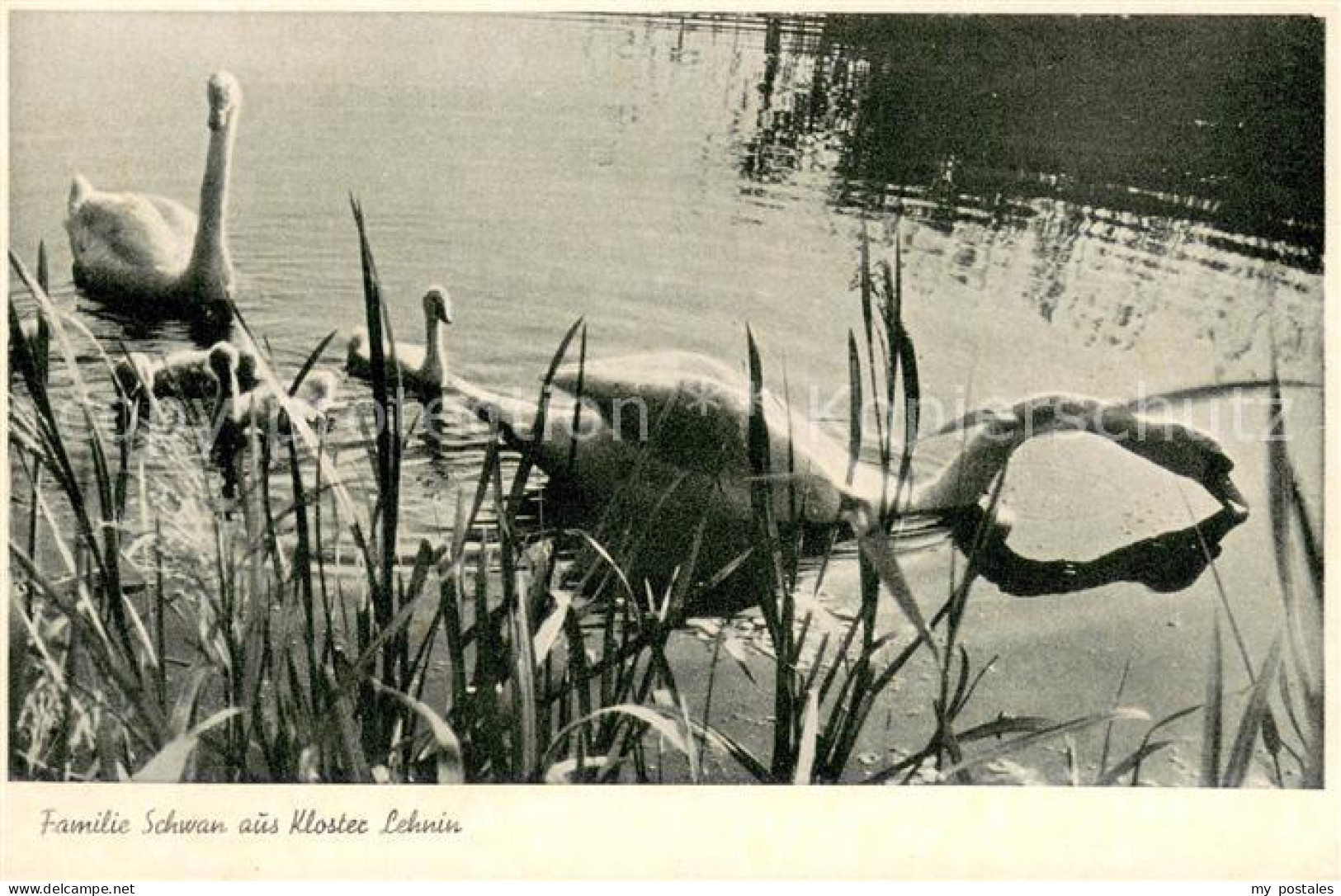 73697166 Kloster Lehnin Familie Schwan Auf Dem See Kloster Lehnin - Lehnin