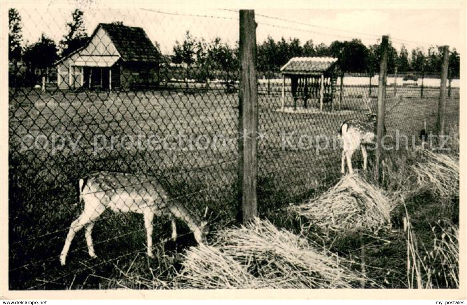 73695507 Karthaus Duelmen Anna Katharinenstift Tiergehege Karthaus Duelmen - Dülmen