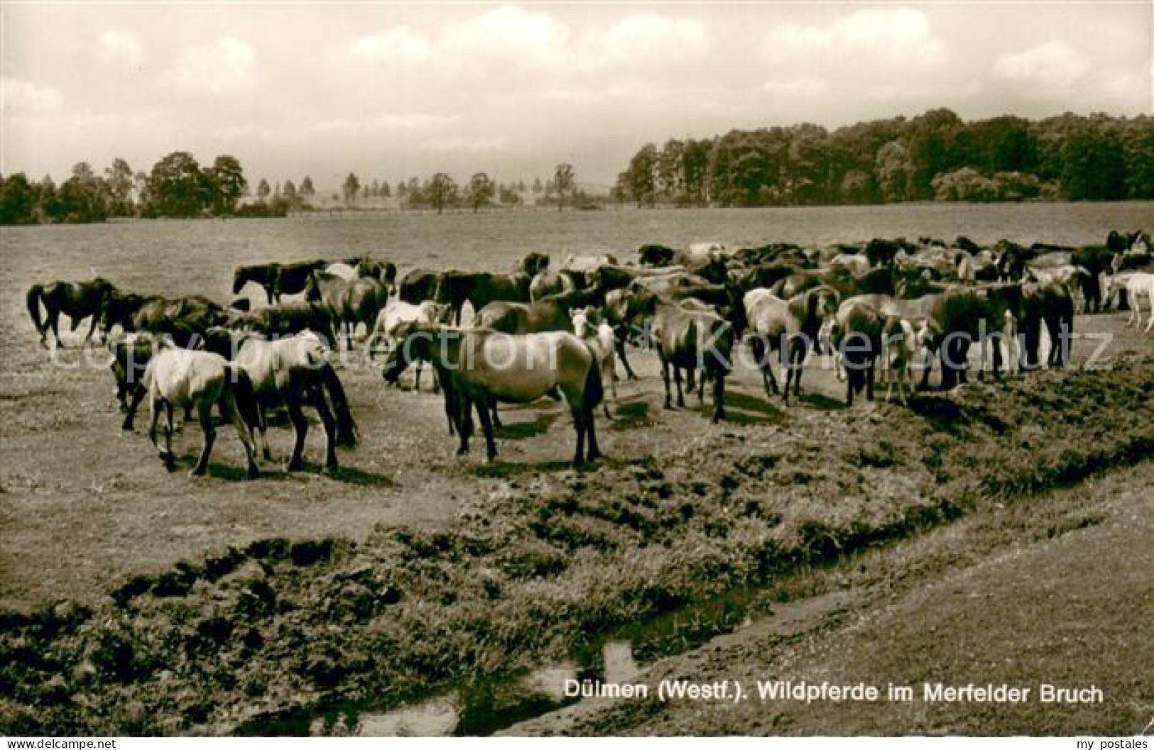 73695505 Duelmen Wildpferde Im Merfelder Bruch Duelmen - Dülmen