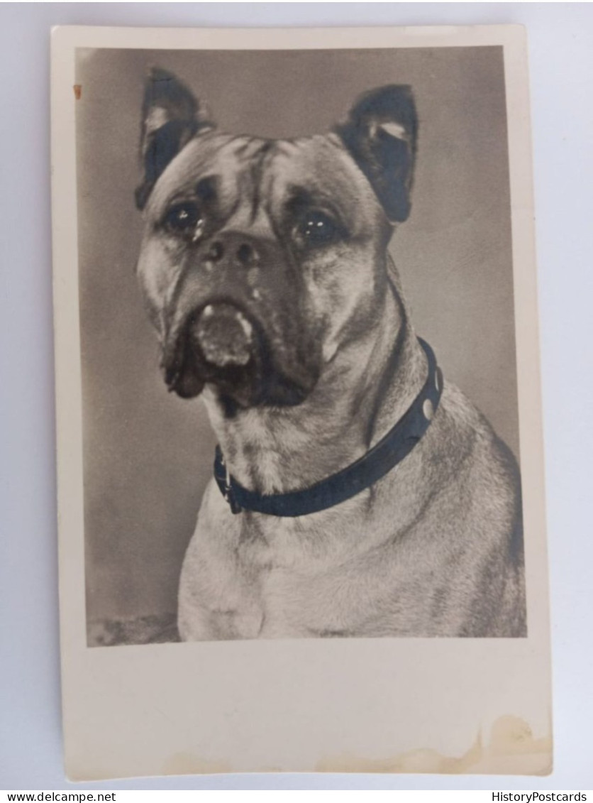 Boxer, Hunde-AK, Foto-AK, Deutschland, 1940 - Dogs
