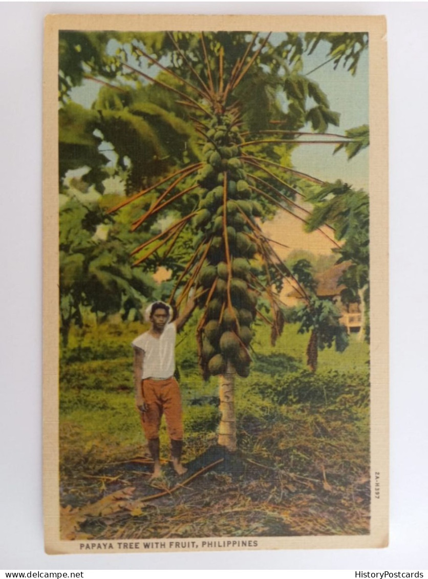 Papaya Tree With Fruits, Phillipines, 1930 - Philippines