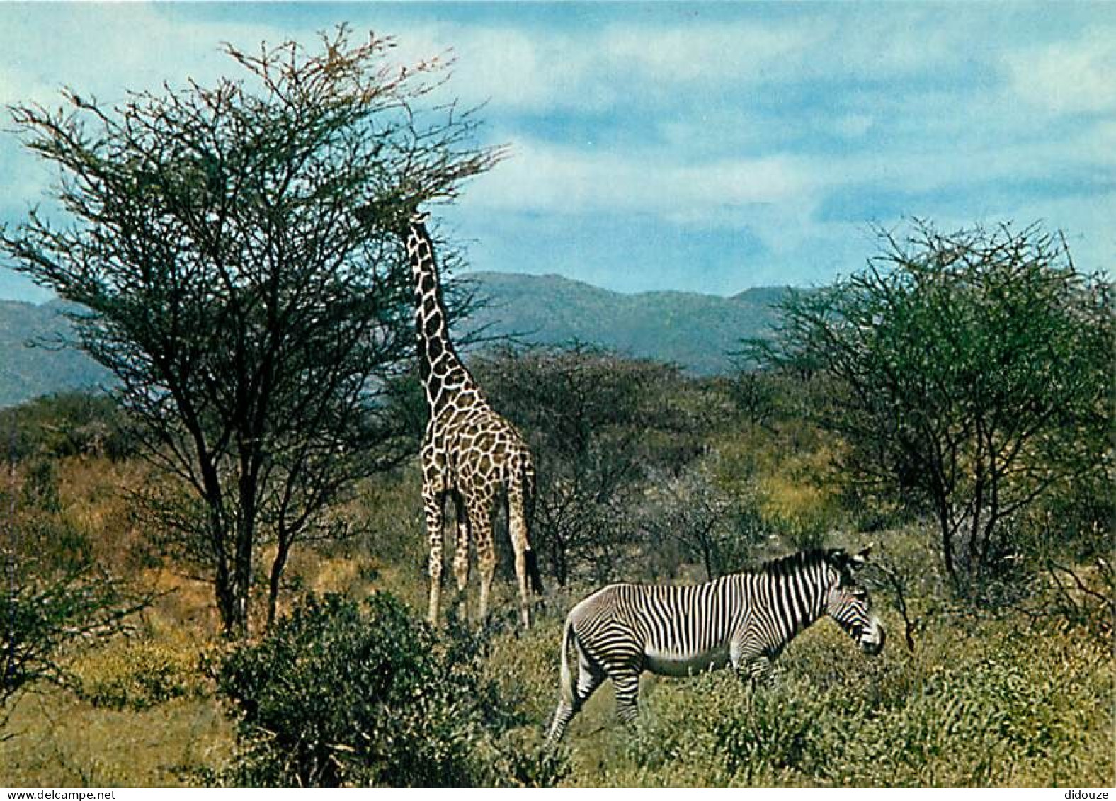 Animaux - Zèbres - Collection Faune Africaine - Girafe - CPM - Carte Neuve - Voir Scans Recto-Verso - Zebras