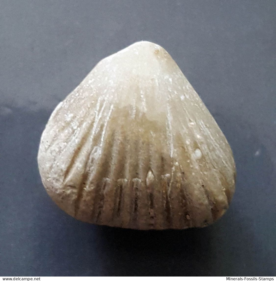 #ACANTHOTHIRIS SPINOSA Fossile, Brachiopoden, Jura (Frankreich) - Fossilien