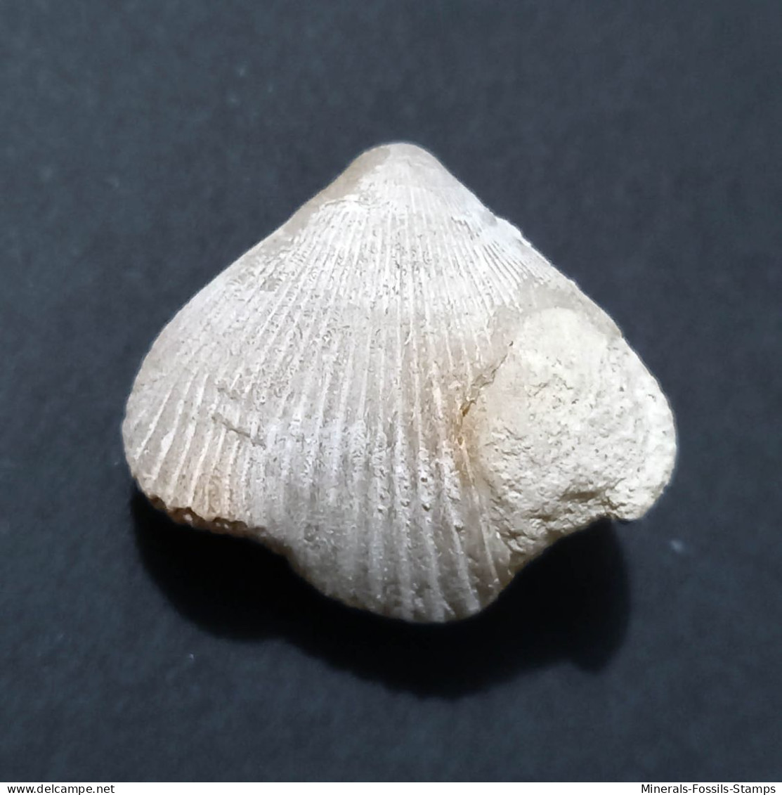#BRAC01 CYCLOTHYRIS DIFFORMIS Fossil, Brachiopod, Kreide (Frankreich) - Fossils