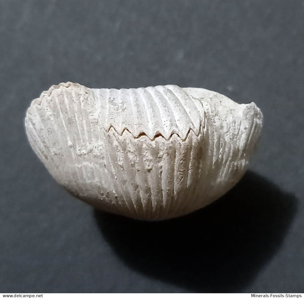 #BRAC01 CYCLOTHYRIS DIFFORMIS Fossil, Brachiopod, Kreide (Frankreich) - Fossielen