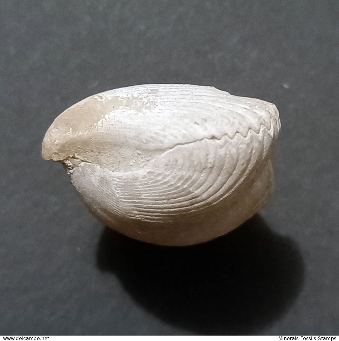 #BRAC01 CYCLOTHYRIS DIFFORMIS Fossil, Brachiopod, Kreide (Frankreich) - Fossilien