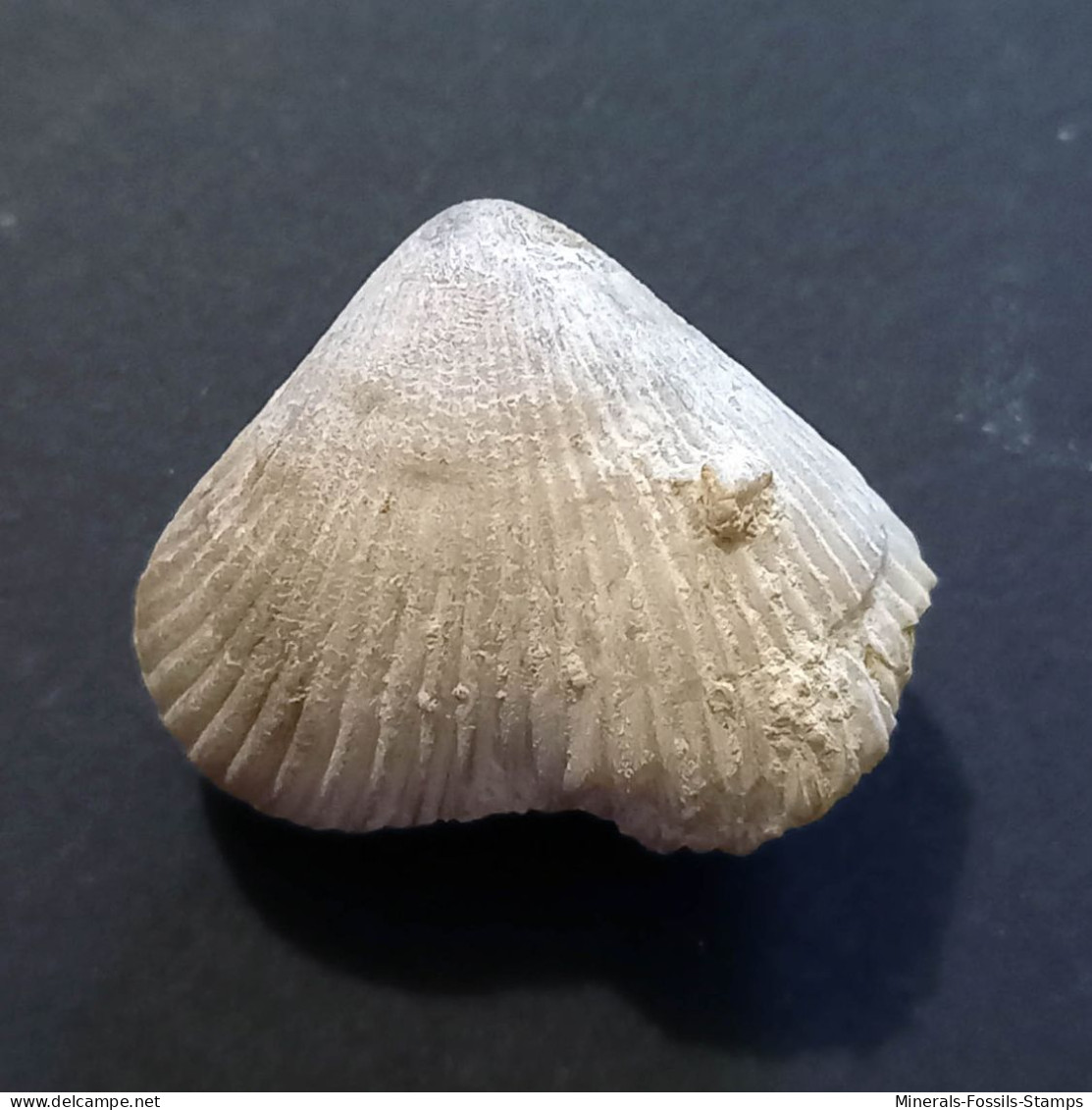 #BRAC02 CYCLOTHYRIS GLOBATA Fossil, Brachiopod, Miozän (Frankreich) - Fossielen