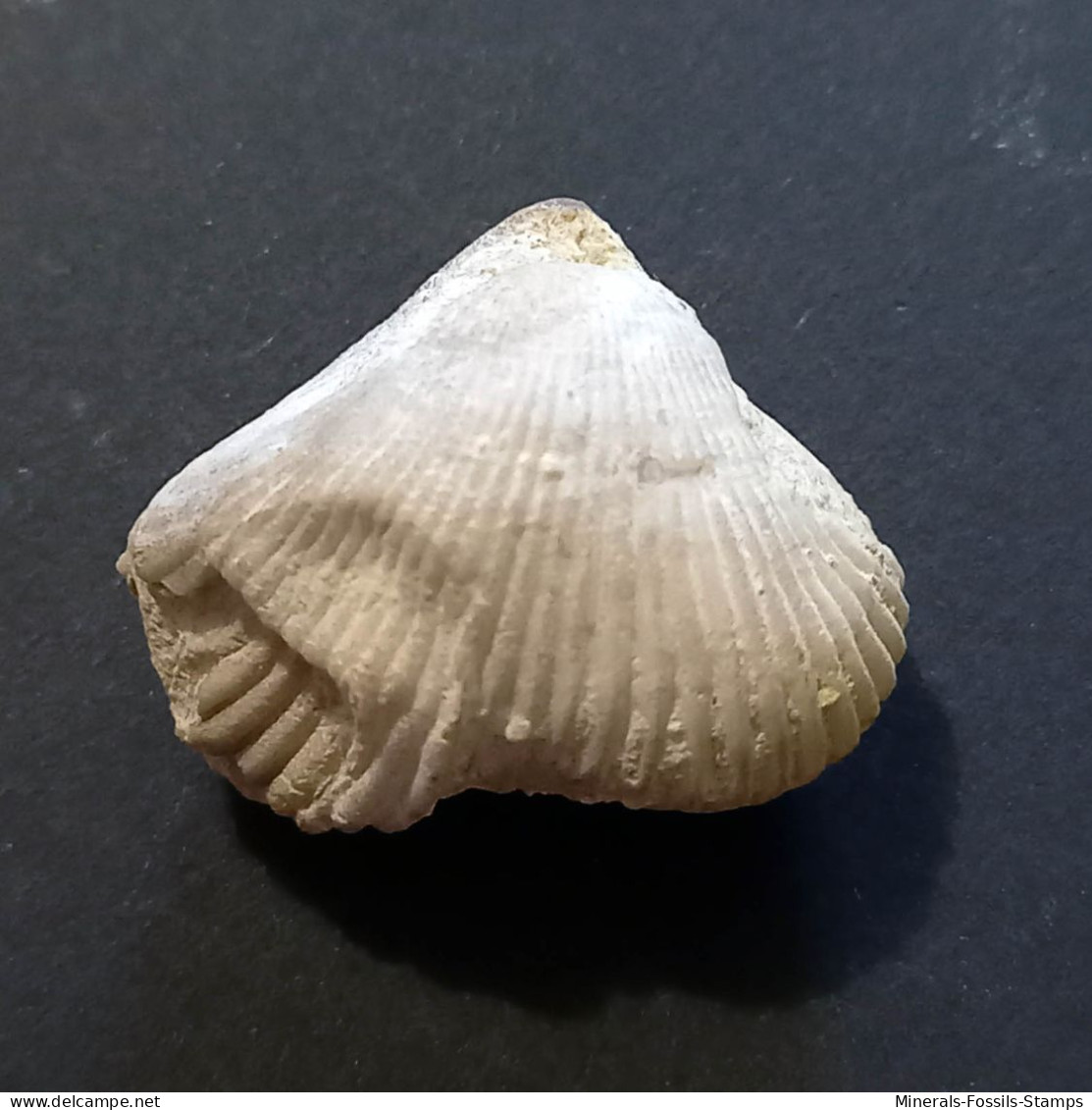 #BRAC02 CYCLOTHYRIS GLOBATA Fossil, Brachiopod, Miozän (Frankreich) - Fósiles