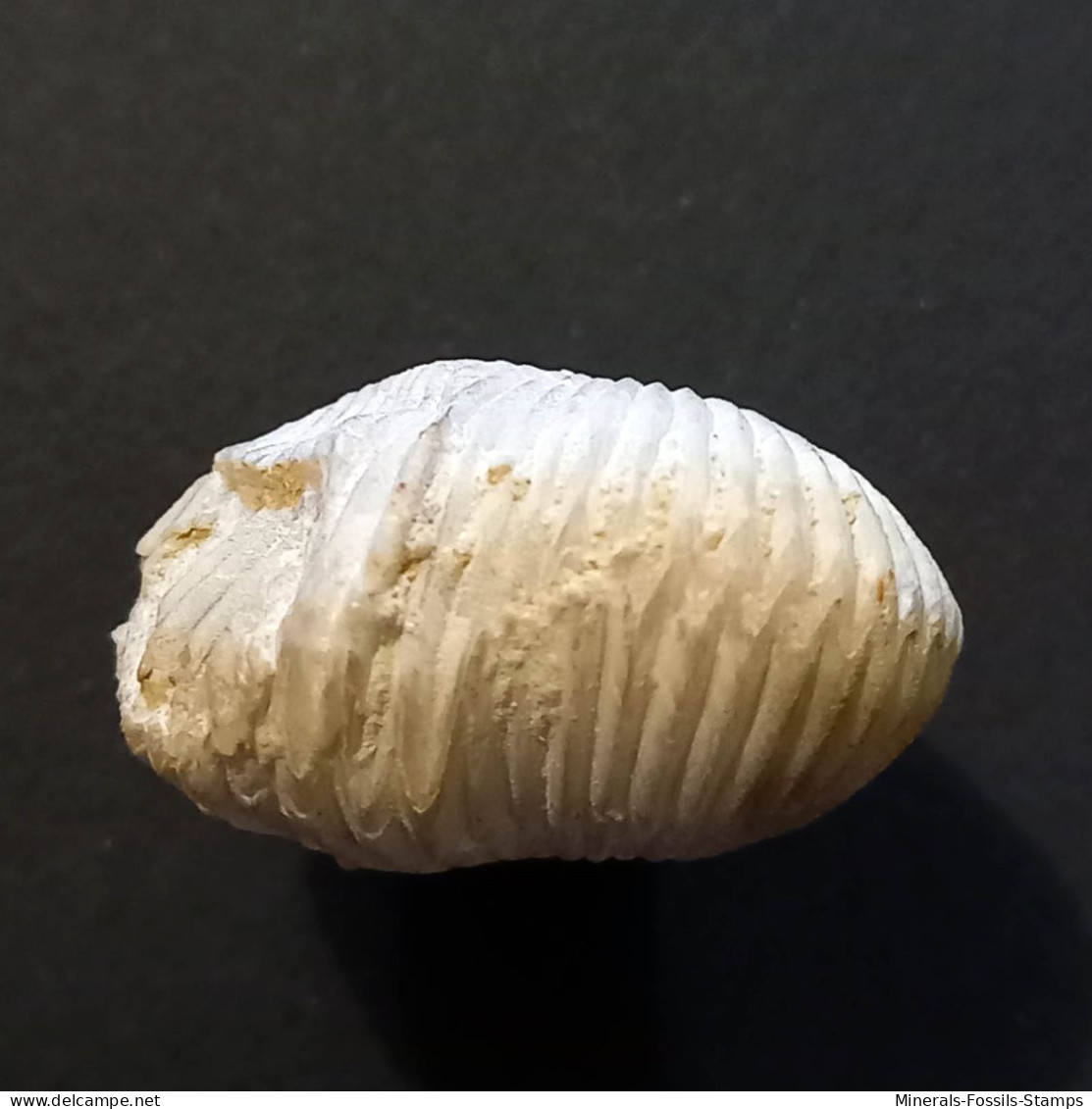 #BRAC02 CYCLOTHYRIS GLOBATA Fossil, Brachiopod, Miozän (Frankreich) - Fossiles