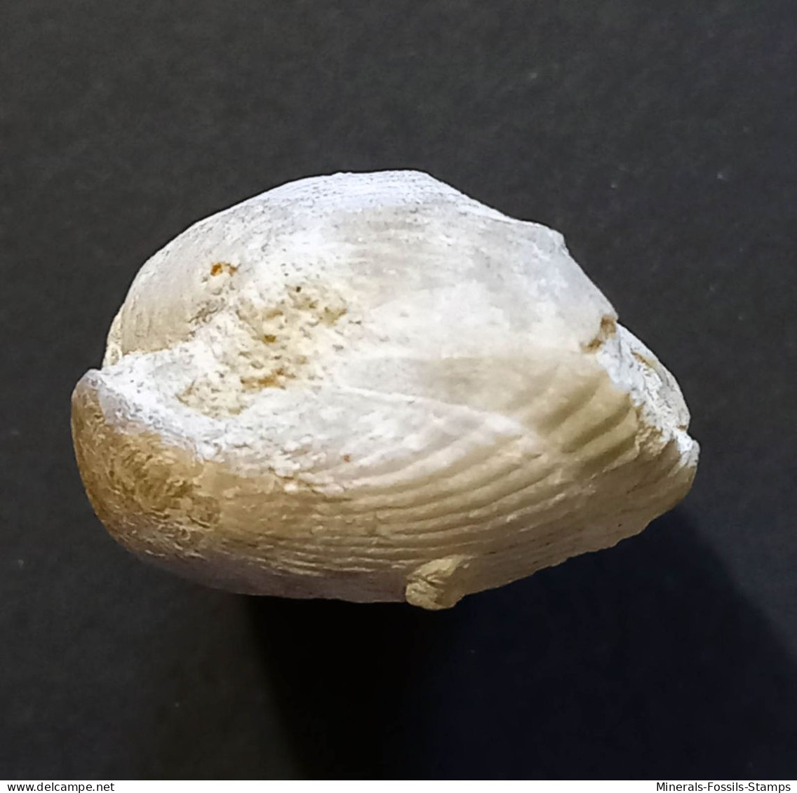 #BRAC02 CYCLOTHYRIS GLOBATA Fossil, Brachiopod, Miozän (Frankreich) - Fósiles