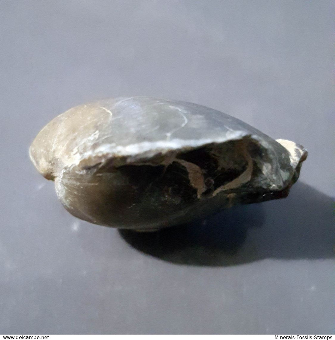 #CERERITHYRIS ARKELLI Fossile, Brachiopoden, Jura (Frankreich) - Fossiles