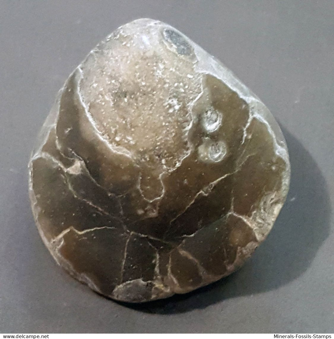 #CERERITHYRIS INTERMEDIA Fossile, Brachiopoden, Jura (Frankreich) - Fossils