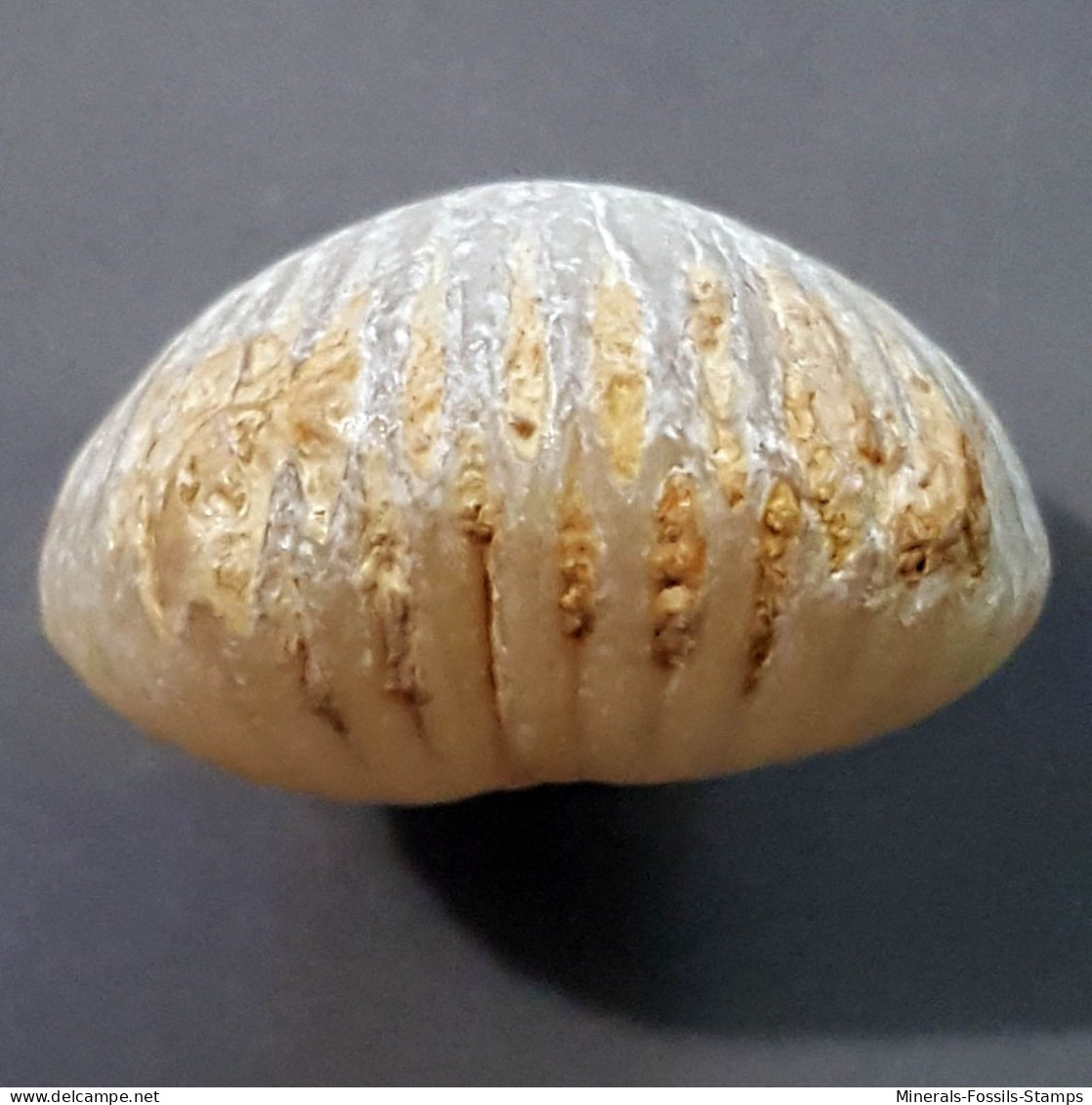 #CYCLOTHYRIS GLOBATA Fossile, Brachiopoden, Jura (Frankreich) - Fossilien