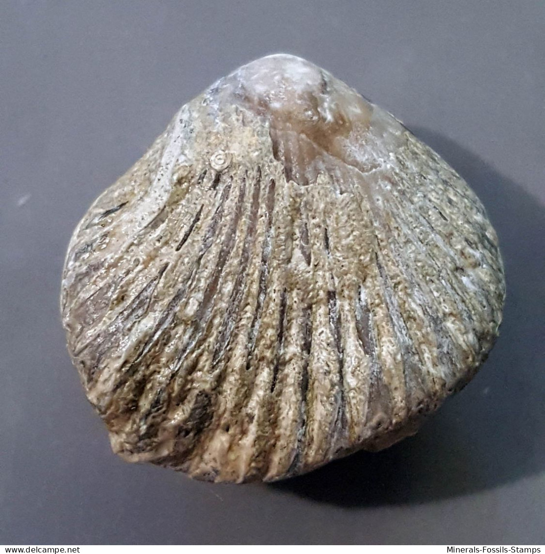 #GLOBIRHYNCHIA SUBOBSOLETA Fossile, Brachiopoden, Jura (Frankreich) - Fossielen
