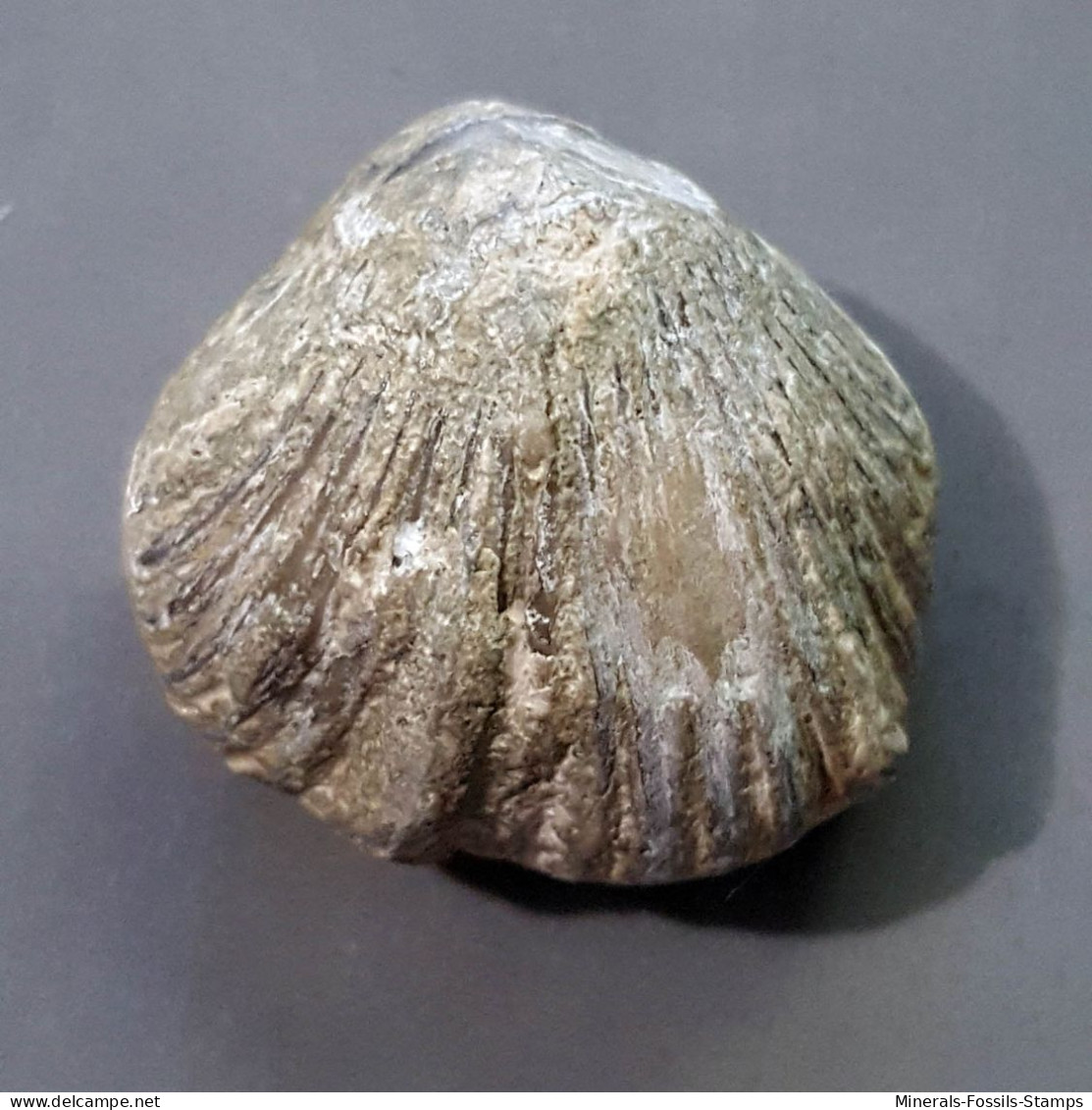 #GLOBIRHYNCHIA SUBOBSOLETA Fossile, Brachiopoden, Jura (Frankreich) - Fossiles