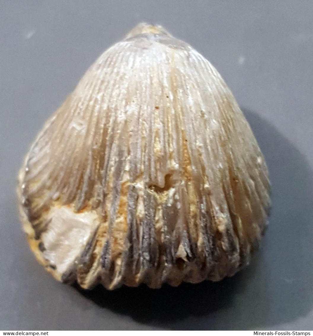 #KALLIRHYNCHIA CONCINNA Fossile, Brachiopoden, Jura (Frankreich) - Fósiles