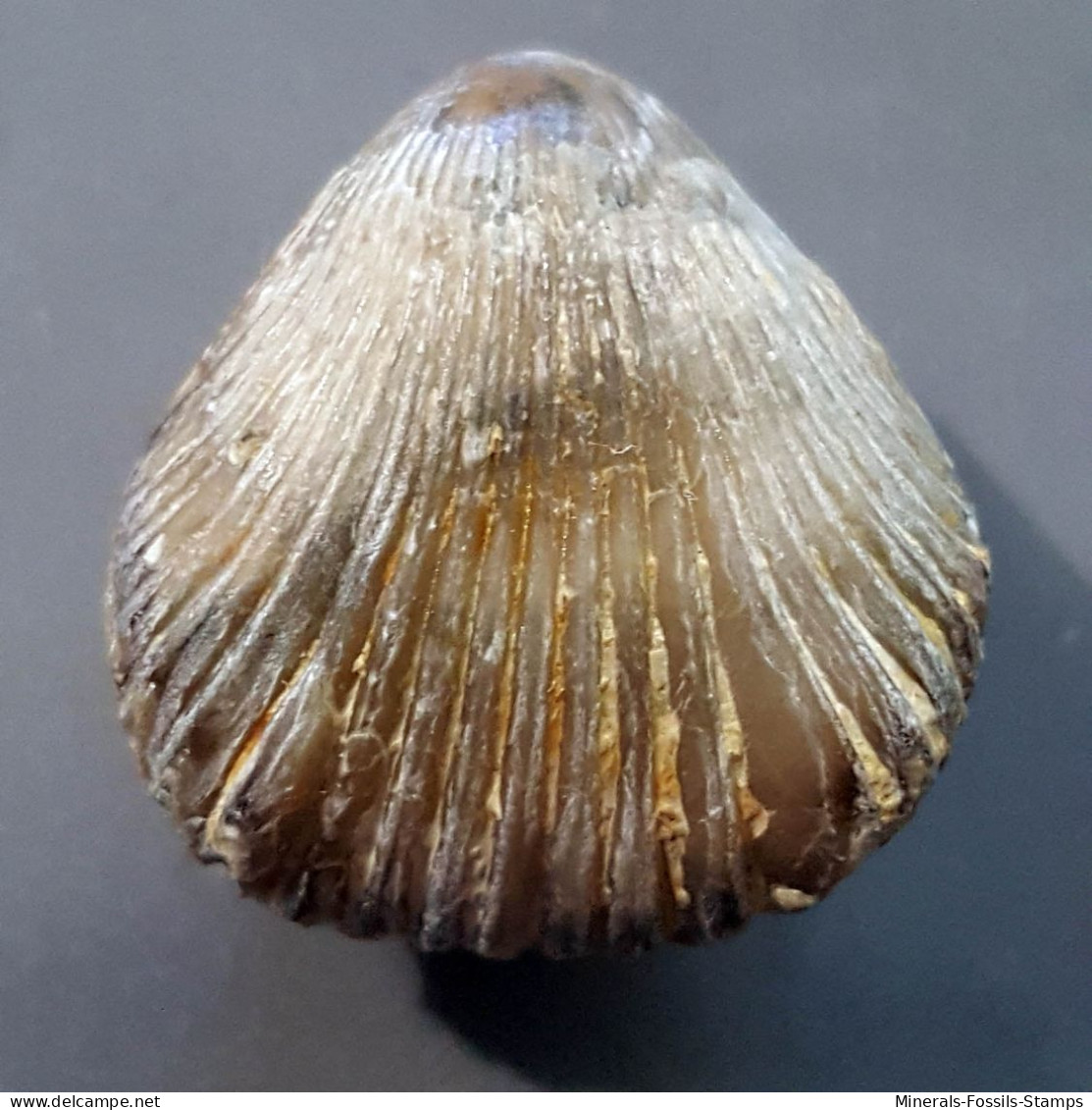 #KALLIRHYNCHIA CONCINNA Fossile, Brachiopoden, Jura (Frankreich) - Fossiles