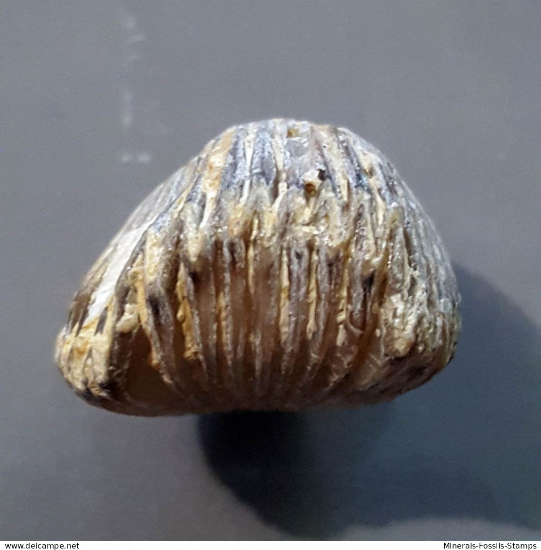 #KALLIRHYNCHIA CONCINNA Fossile, Brachiopoden, Jura (Frankreich) - Fossiles