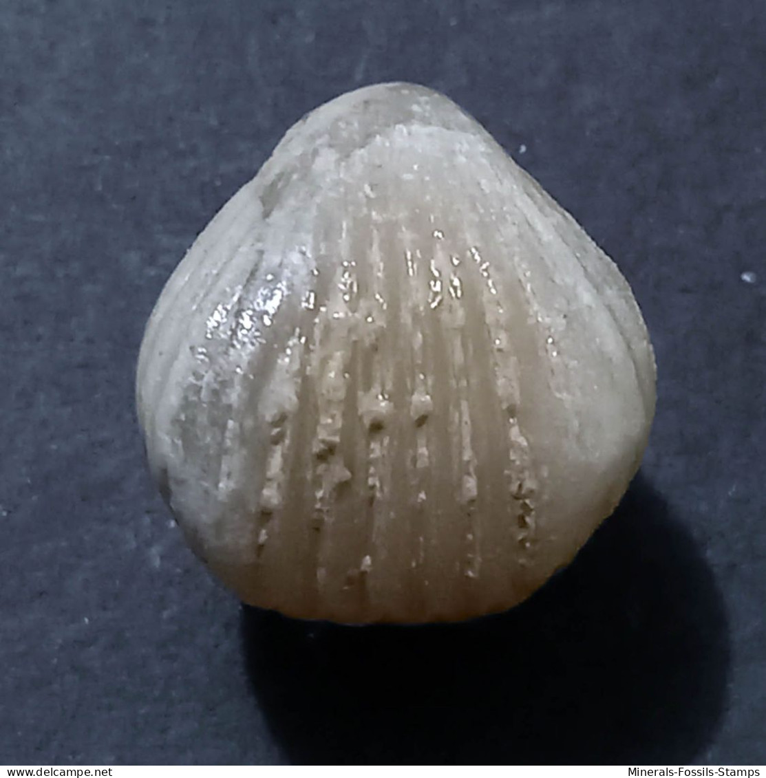 #KALLIRHYNCHIA INDENTATA Fossile, Brachiopoden, Jura (Frankreich) - Fossils