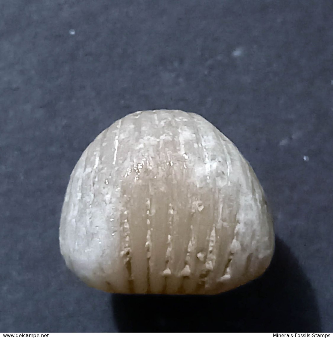 #KALLIRHYNCHIA INDENTATA Fossile, Brachiopoden, Jura (Frankreich) - Fossils