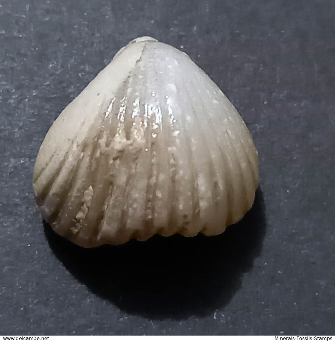 #KALLIRHYNCHIA MULTICOSTATA Fossile, Brachiopoden, Jura (Frankreich) - Fossiles