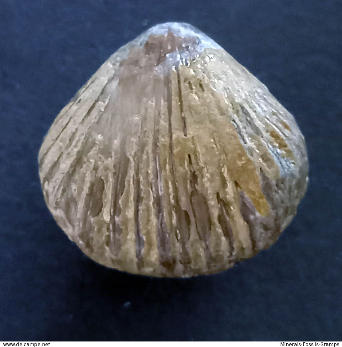 #KALLIRHYNCHIA YAXLENSIS Brachiopoden, Jura (Frankreich) - Fossils