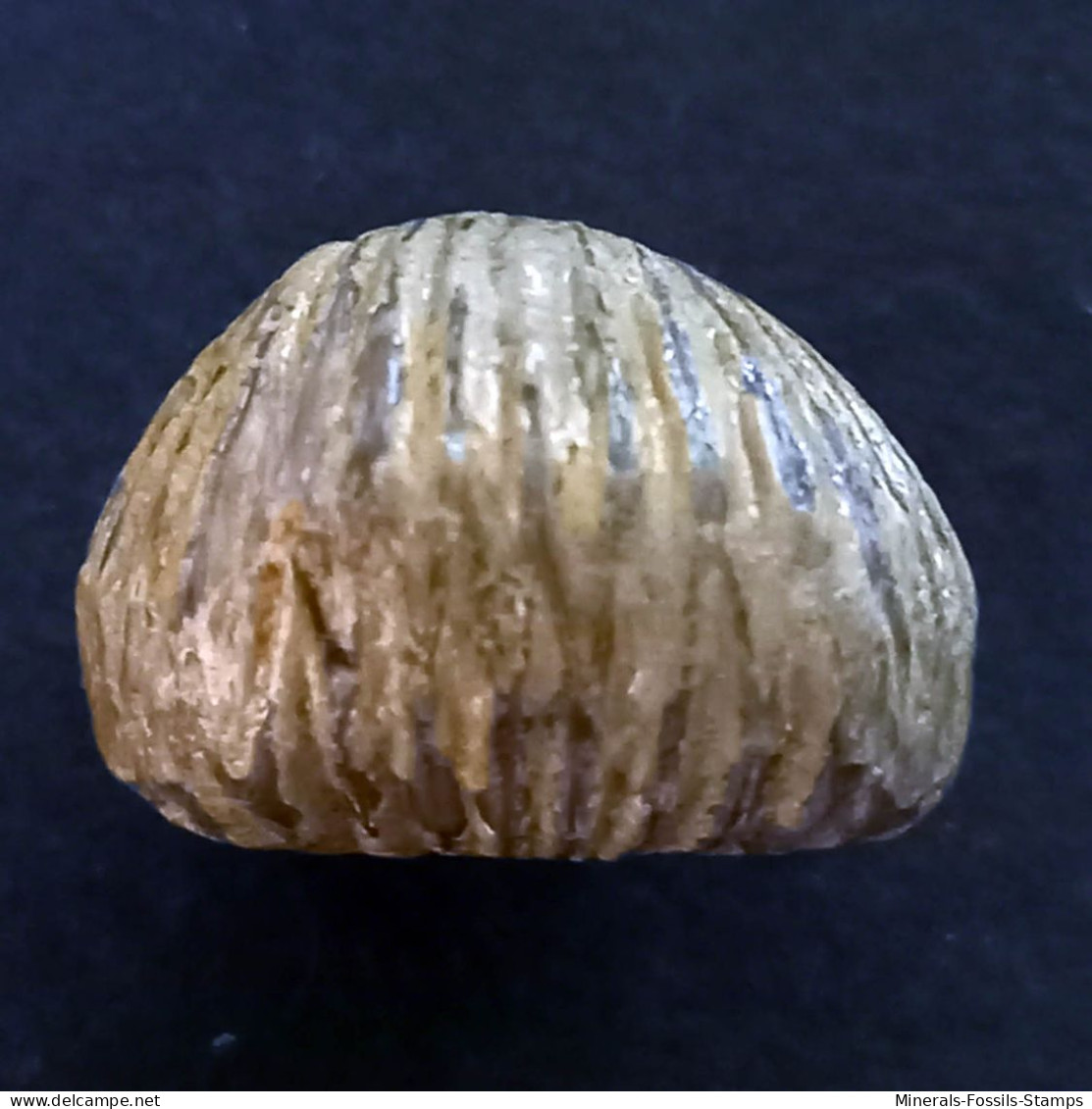 #KALLIRHYNCHIA YAXLENSIS Brachiopoden, Jura (Frankreich) - Fossils