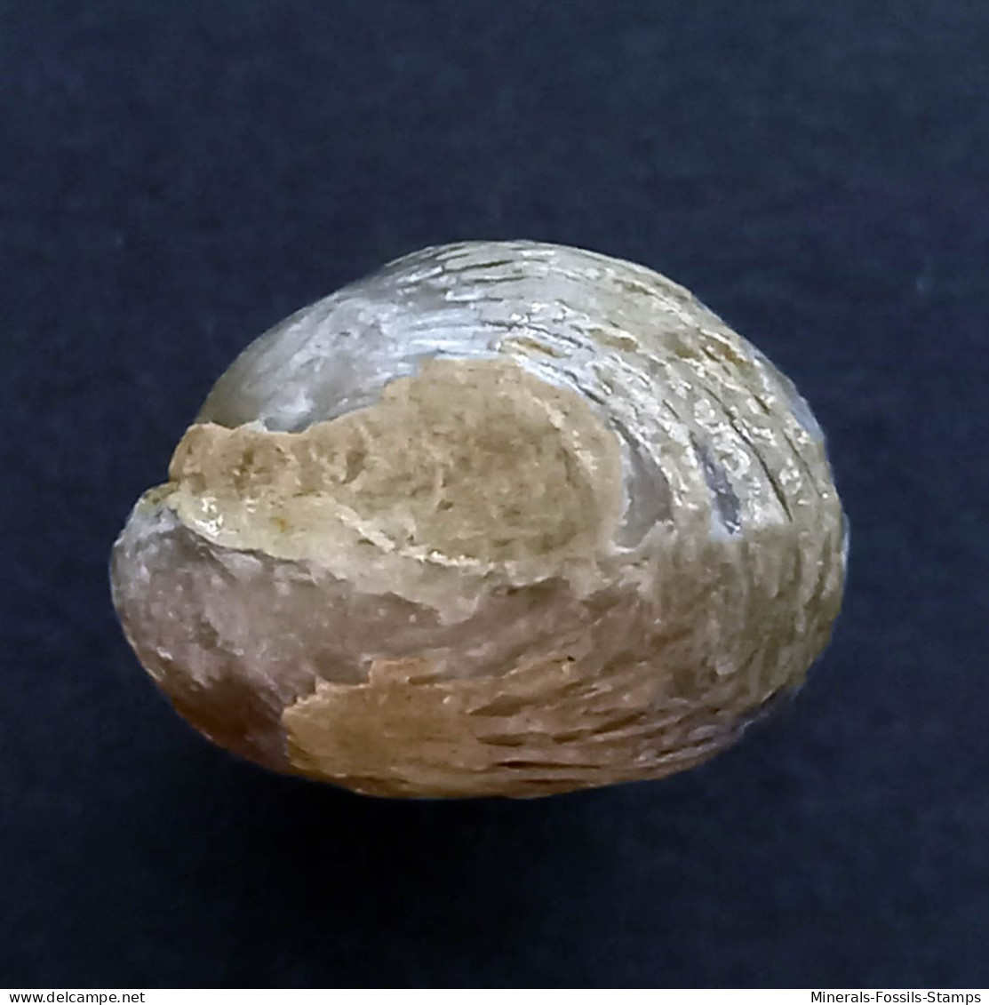 #KALLIRHYNCHIA YAXLENSIS Brachiopoden, Jura (Frankreich) - Fossilien