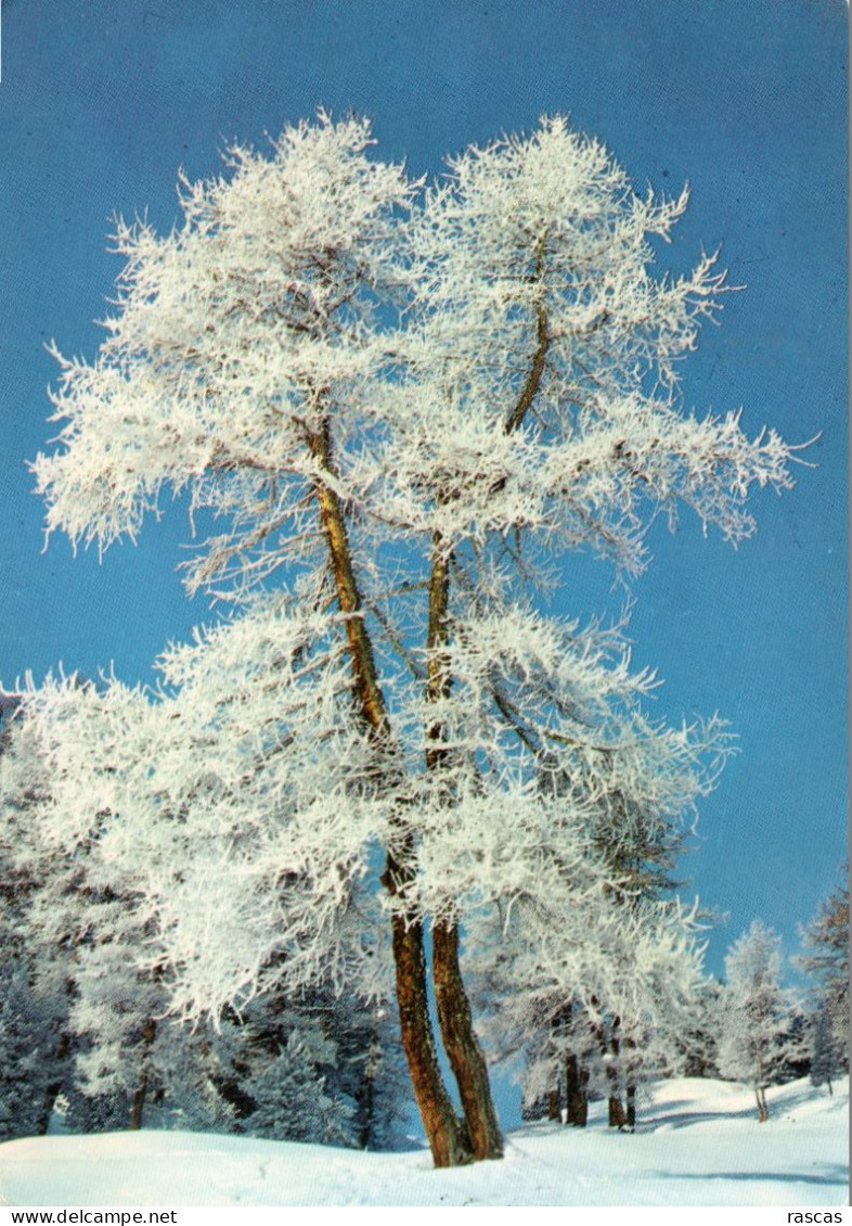 CPM - P - ARBRE SOUS LA NEIGE - Arbres