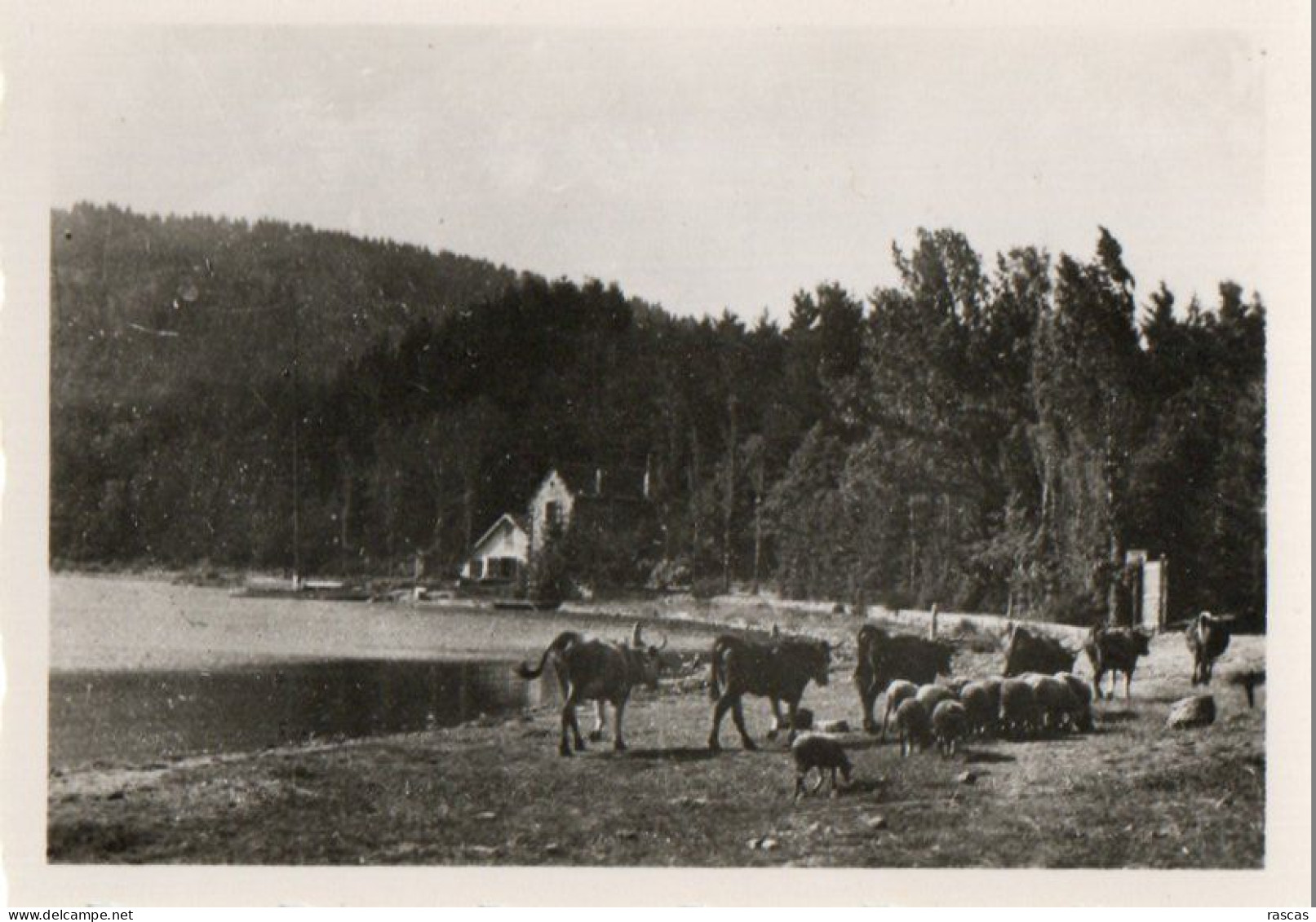 R - PETITE PHOTO FORMAT 8.8 X 6.4 - ARDECHE - LAC D'ISSARLES - TROUPEAU SUR LES BORDS DU LAC - Non Classificati