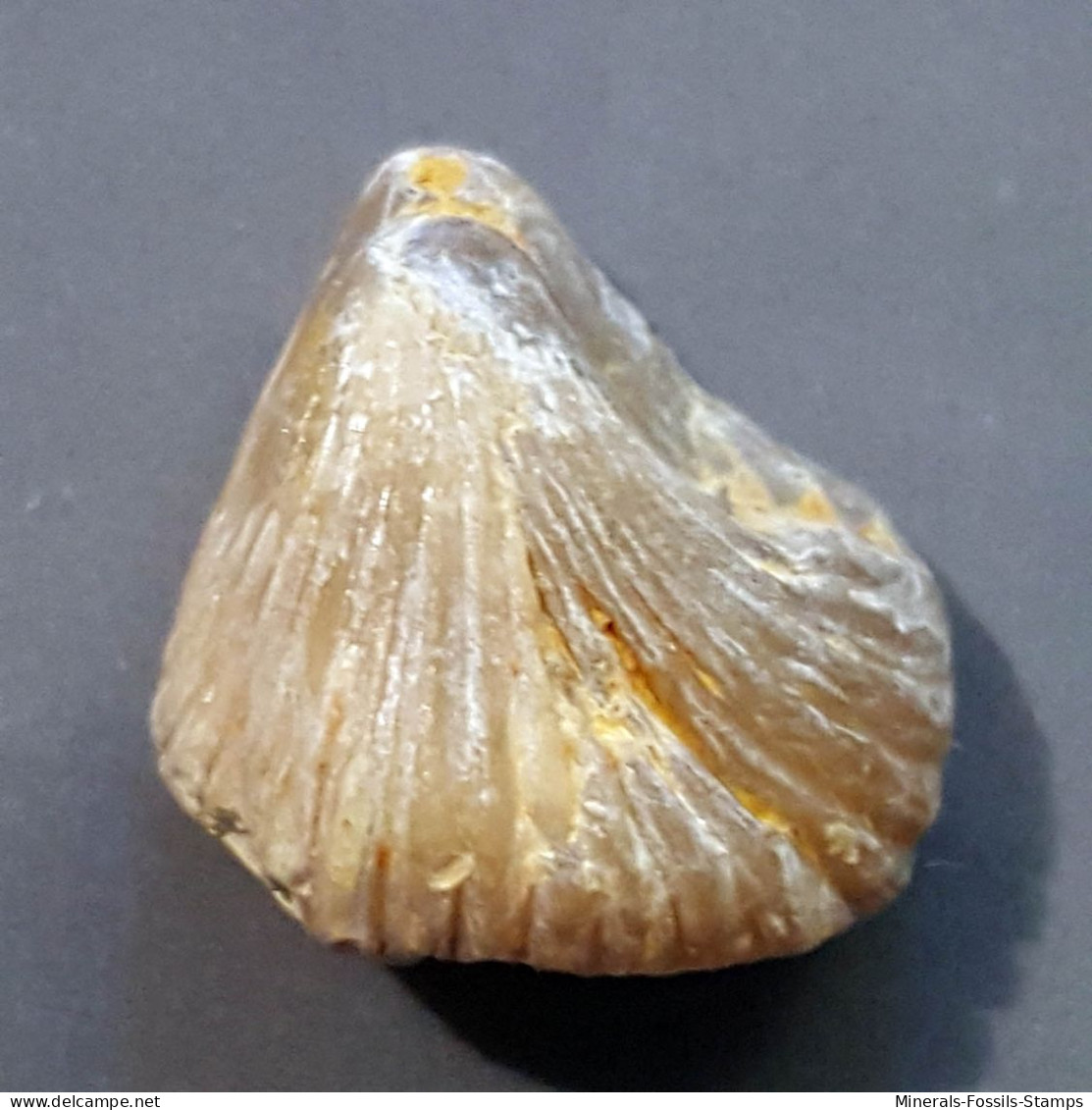 #QUADRATIRHYNCHIA QUADRATA Fossile, Brachiopoden, Jura (Frankreich) - Fossiles