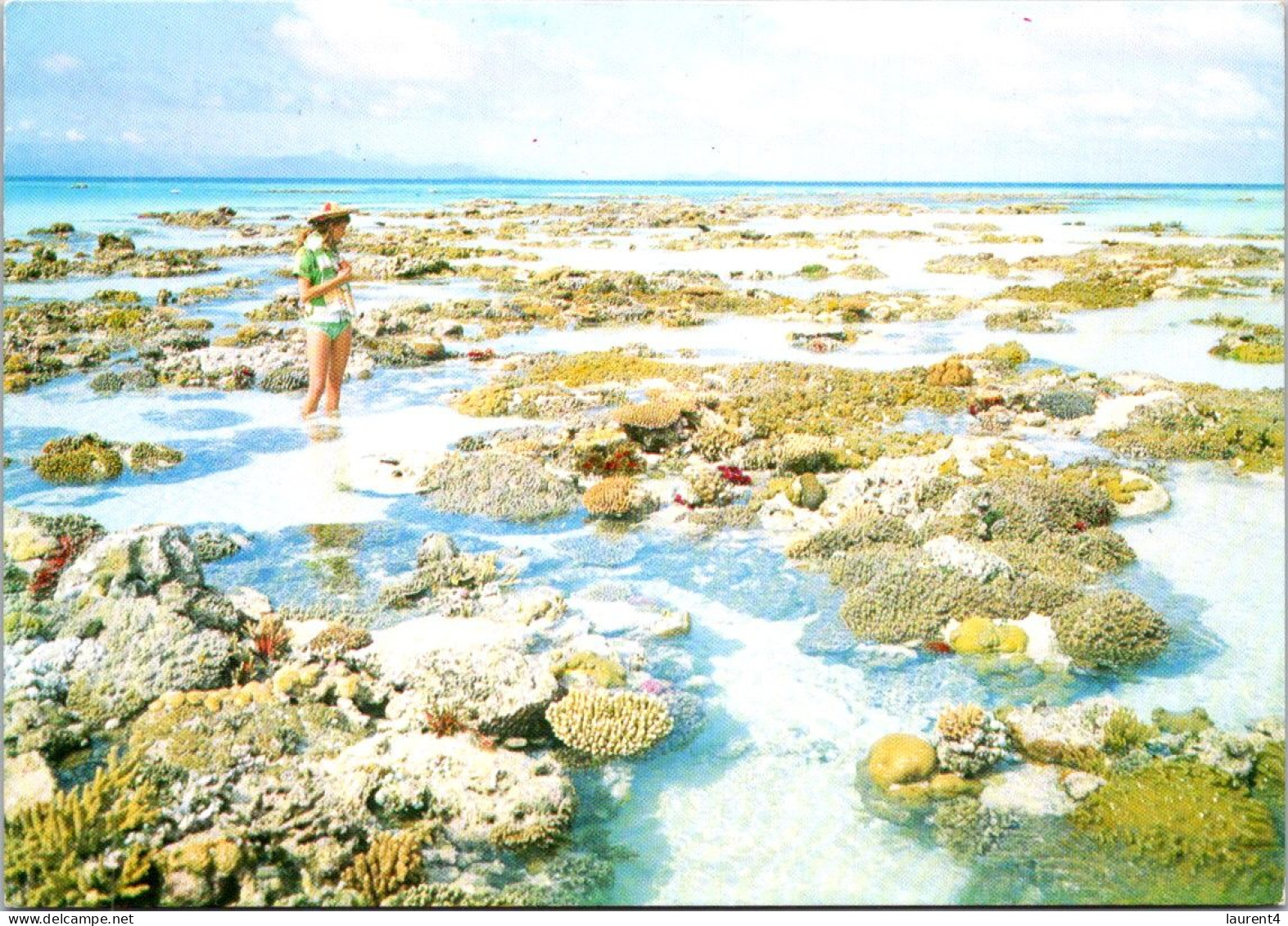 1-3-2025 (1 Y 35) Australia - QLD - Coral Reef Near Cairns (UNESCO) - Cairns