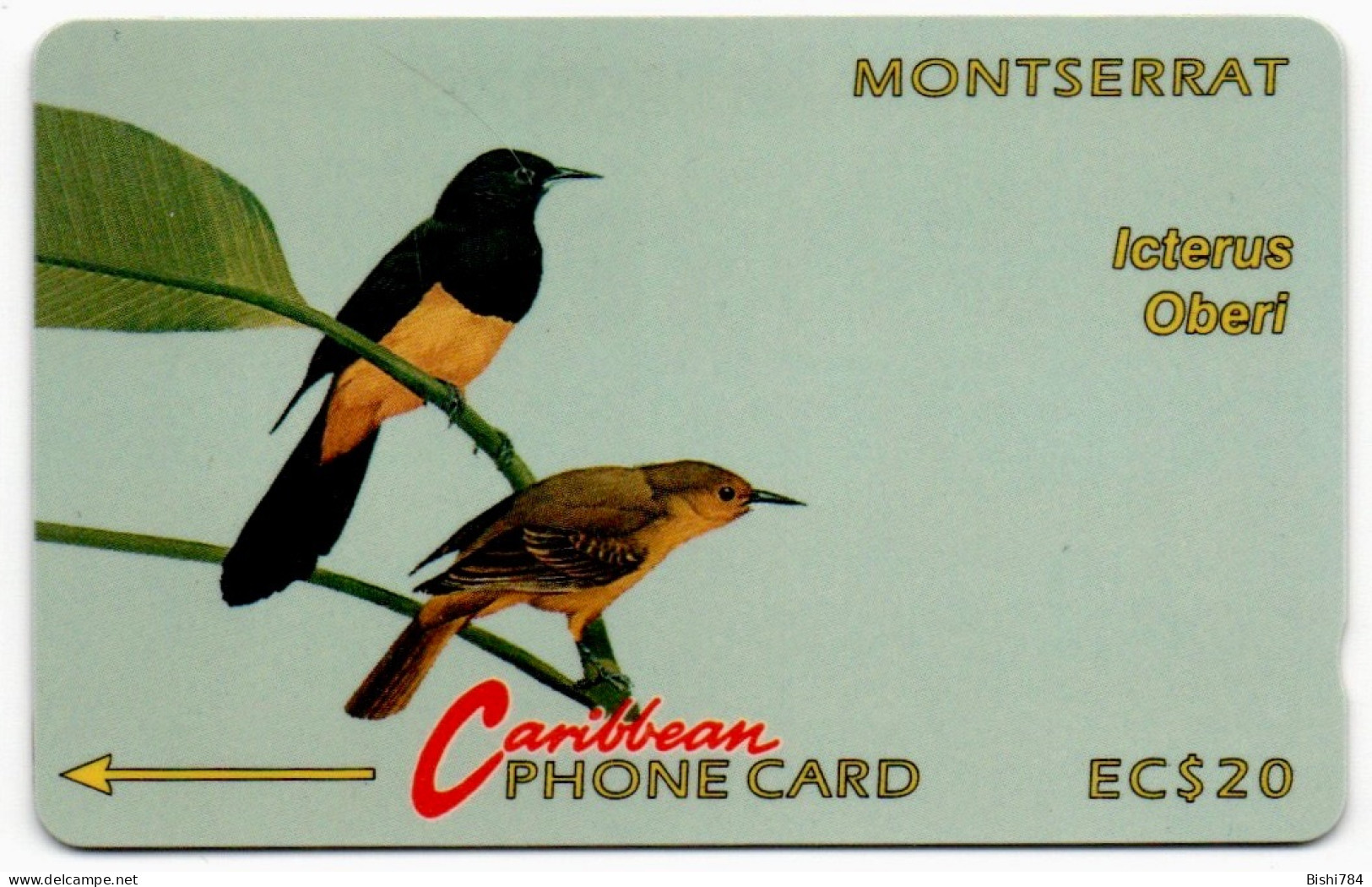 Montserrat - Icterus Oberi - 4CMAT - Montserrat