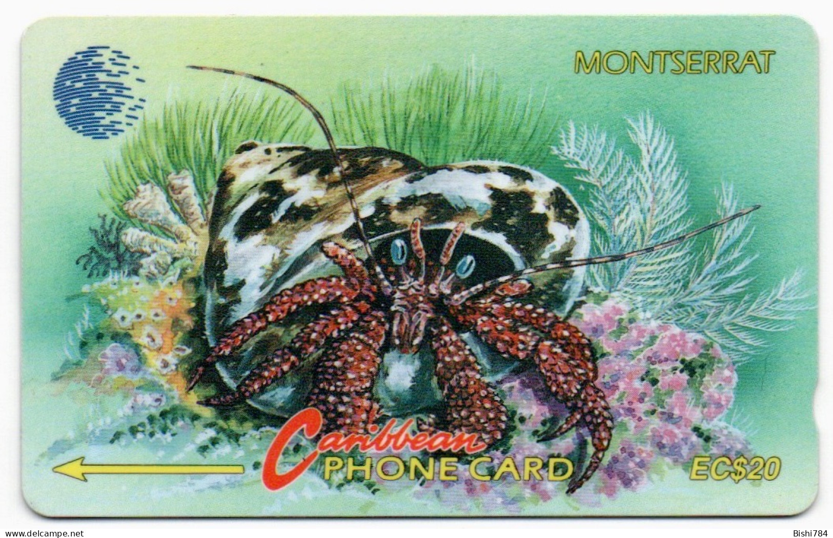 Montserrat - TOP SHELL & HERMIT CRAB - 7CMTD - Montserrat