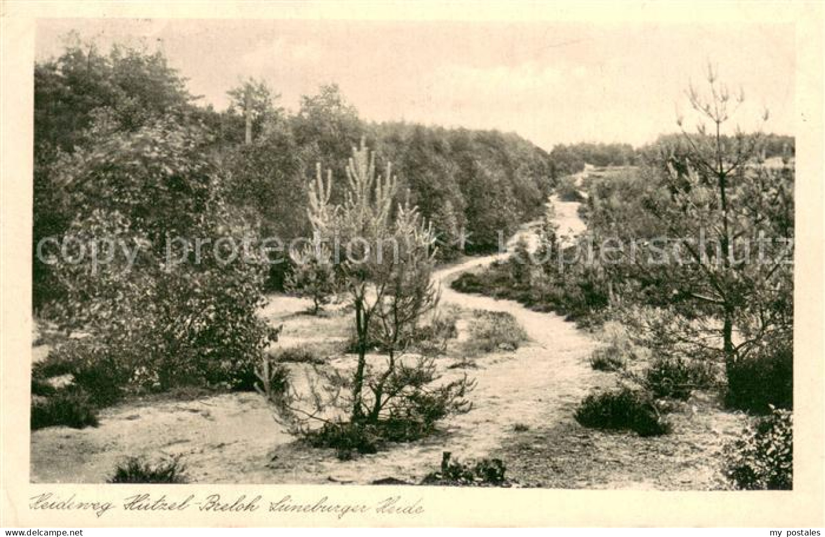 73690408 Lueneburger Heide Heideweg Huetzel Breloh Lueneburger Heide - Walsrode