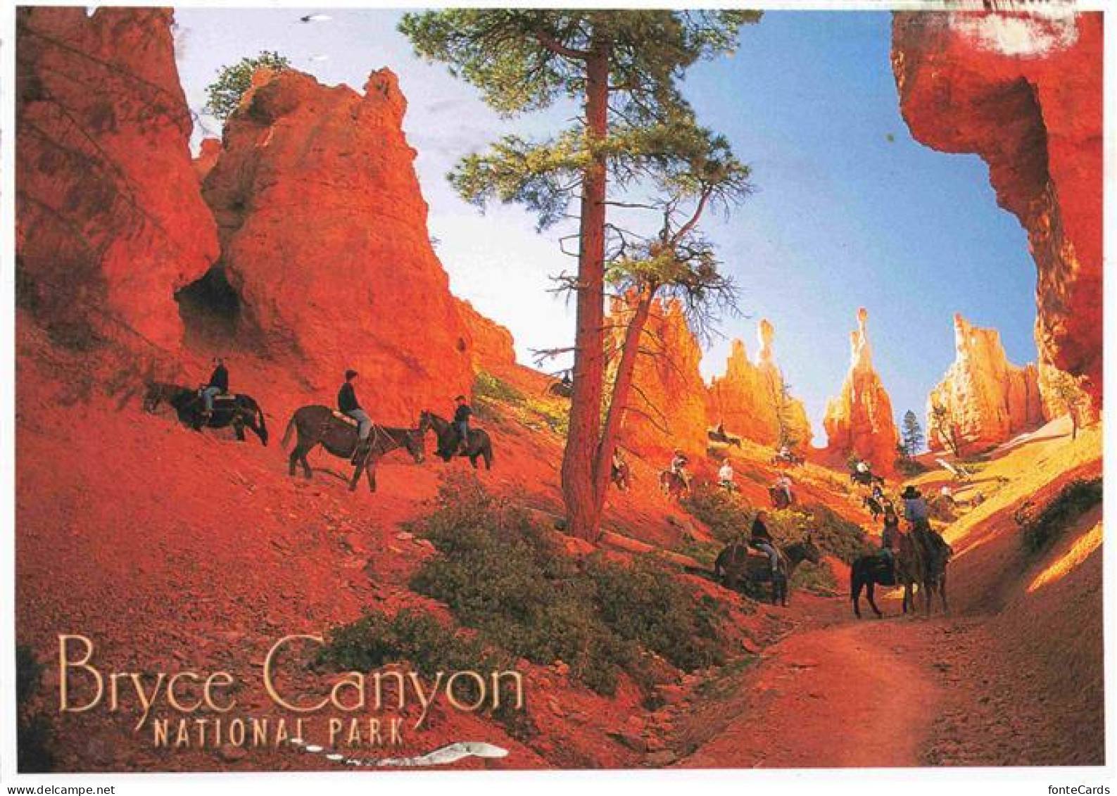 73961530 Bryce_Canyon_National_Park Horses And Mules Take Visitors Into The Cany - Other & Unclassified