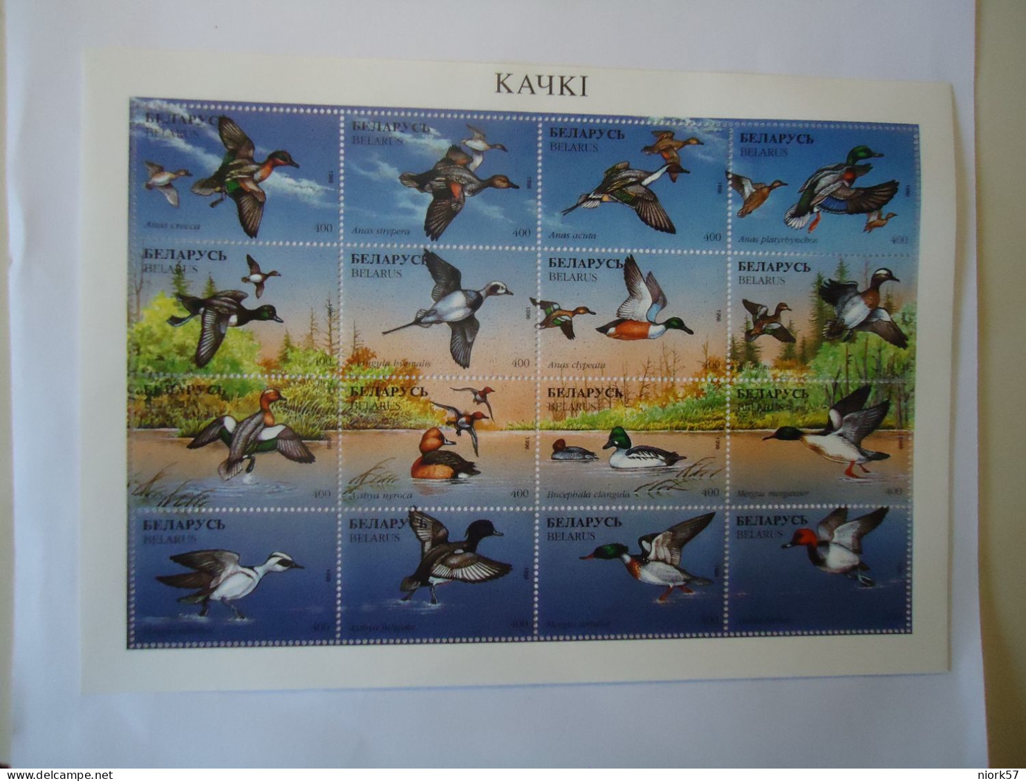 BELARUS   MNH  STAMPS  SHEET   BIRDS BIRDS 1996  DUCKS - Patos