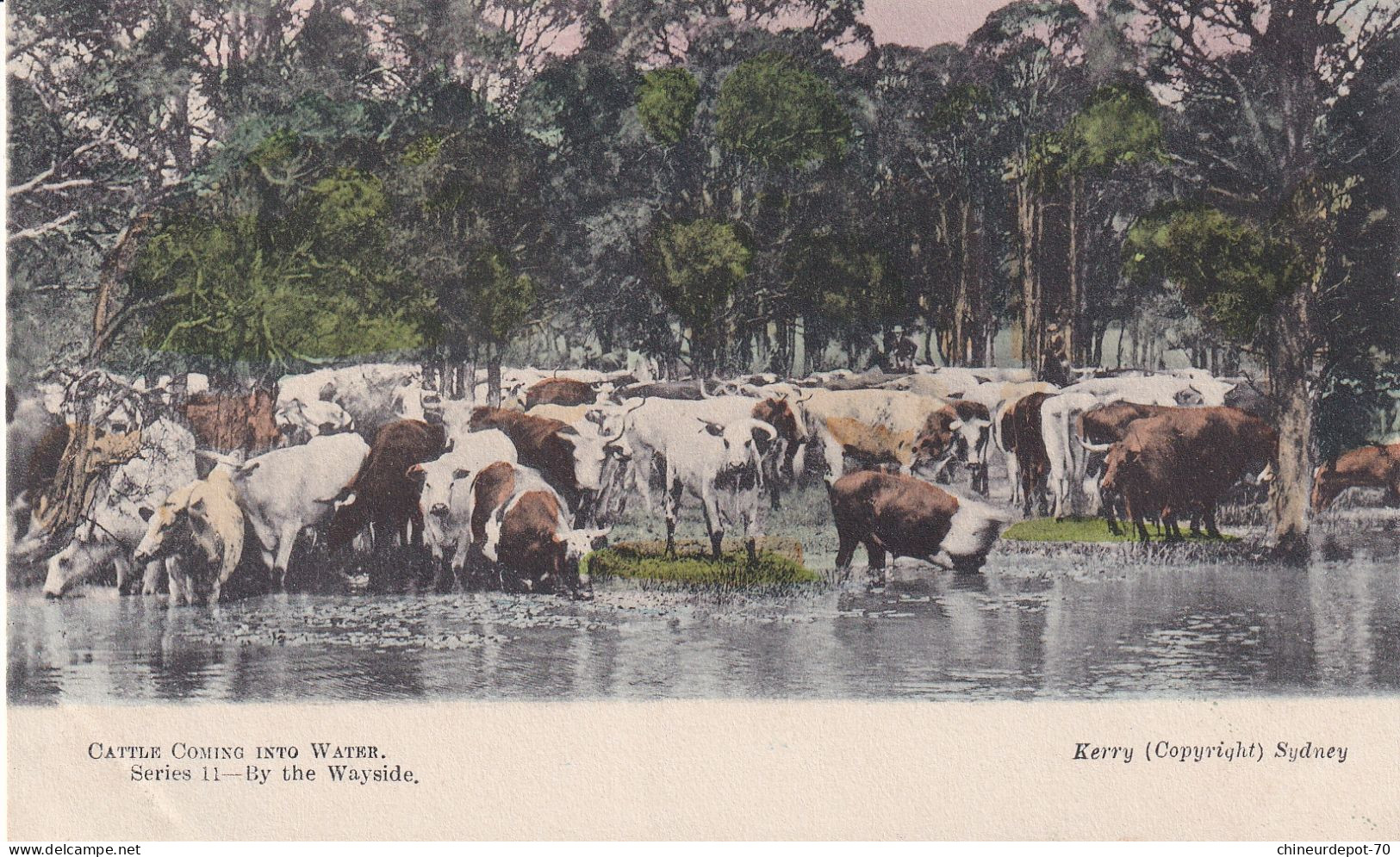 CATTLE COMING INTO WATER Series 11 By The Wayside Kerry (Copyright) Sydney - Otros & Sin Clasificación