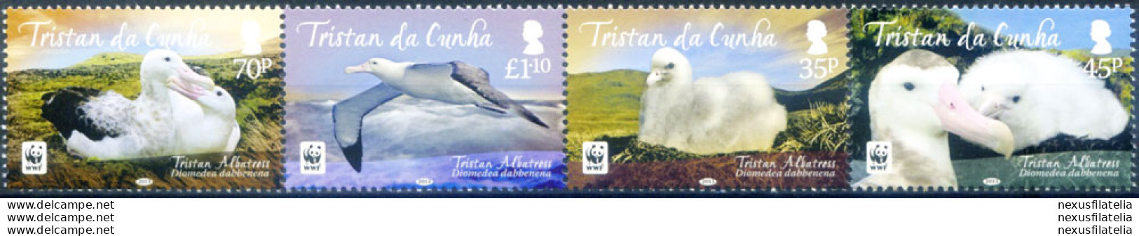 Fauna. Uccelli. Albatros (senza Bordo Bianco) 2013. - Tristan Da Cunha